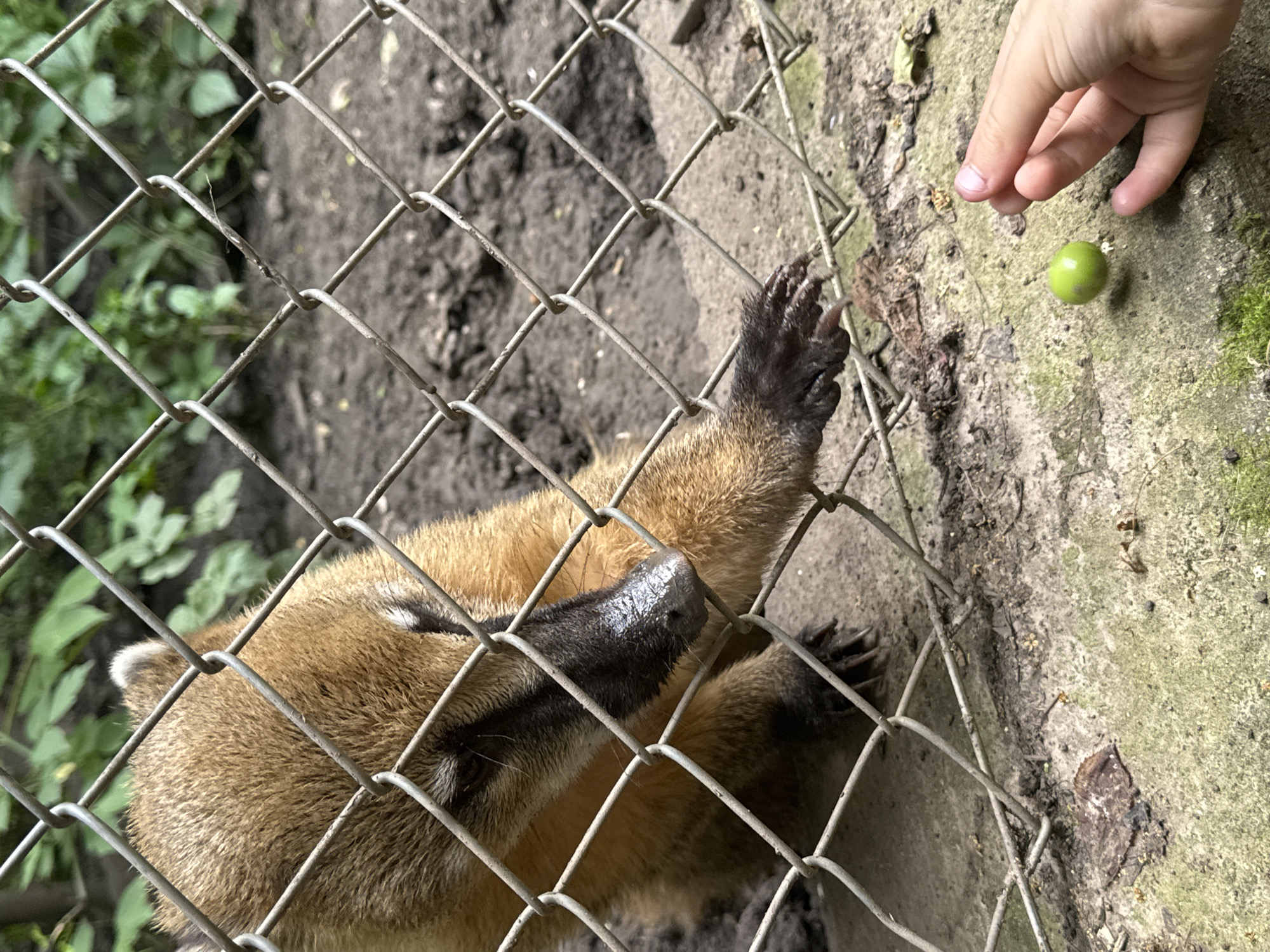 The image shows a coati, a small mammal, reaching its paw through a chain-link fence. A child's hand is visible on the other side of the fence, holding a small green berry or fruit. The coati's snout is dark and appears wet. The background consists of dirt and some greenery, suggesting an outdoor enclosure, possibly in a zoo or wildlife park. The lighting suggests it is daytime, and the weather appears to be clear. The scene captures a moment of interaction between the animal and a human, likely during feeding. There is no visible text in the image. The location context is Dobrich, Bulgaria.