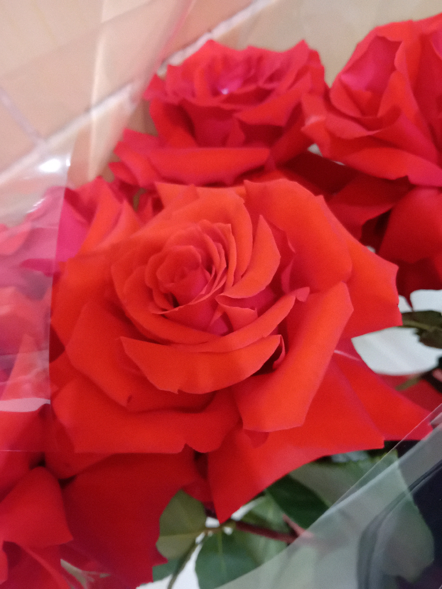A close-up, overhead shot showcases a bouquet of several vibrant red roses, some fully bloomed and others in various stages of opening. The roses are arranged in a dense cluster, with their velvety petals prominently displayed. The overall impression is one of deep, rich color. The bouquet is partially enclosed in clear plastic packaging, which reflects light and creates some subtle visual distortions. In the background, a light-colored, textured surface, possibly a wall or countertop, is visible, along with hints of green foliage from the roses. There are no people or animals present in the image. The specific location in Chuhuiv, Ukraine, is not discernible from the visual information provided.