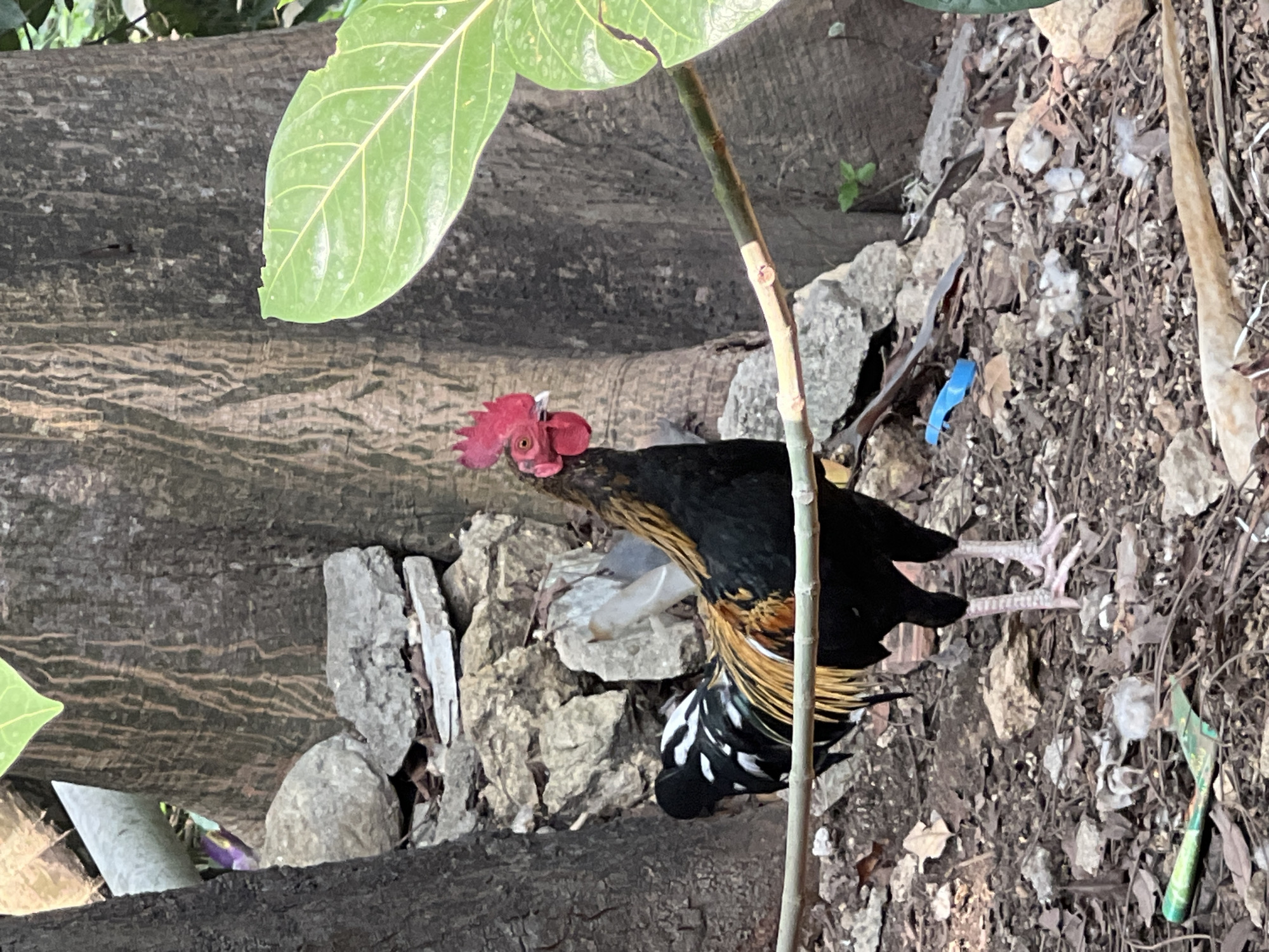 A male chicken, a rooster, stands on the ground in a yard near trees in Klapanunggal, Indonesia. The rooster has black and brown feathers with white and black markings on its tail feathers. Its comb is red and it has a red wattle under its chin. The ground is covered with dirt, leaves, and small rocks. There is a large tree trunk behind the rooster and a large green leaf in the upper right corner of the image. A thin branch extends horizontally across the lower half of the image in front of the rooster. Some scattered litter, including a blue plastic object, is visible on the ground.