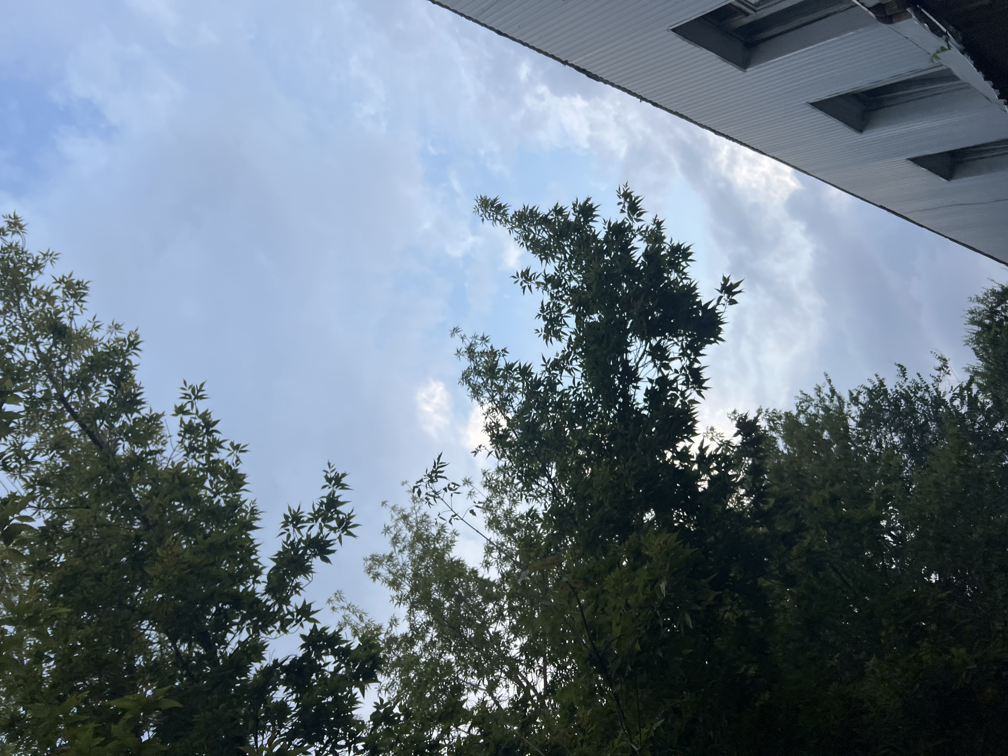 The image shows a view from below, looking up at trees and a building against a cloudy sky. On the left side of the frame, dense green foliage from trees obscures a portion of the sky. The branches and leaves are silhouetted against the lighter sky, with some sunlight filtering through. On the right side of the frame, the corrugated metal siding of a white building is visible, extending diagonally from the bottom right corner towards the top of the image. Several rectangular windows are set into the building's facade. The sky is a pale blue with scattered white and gray clouds, suggesting it might be overcast or late in the day. No people or specific actions are depicted in the image. The scene appears to be outdoors in an urban or suburban environment, consistent with a location in Ulyanovsk, Russia.