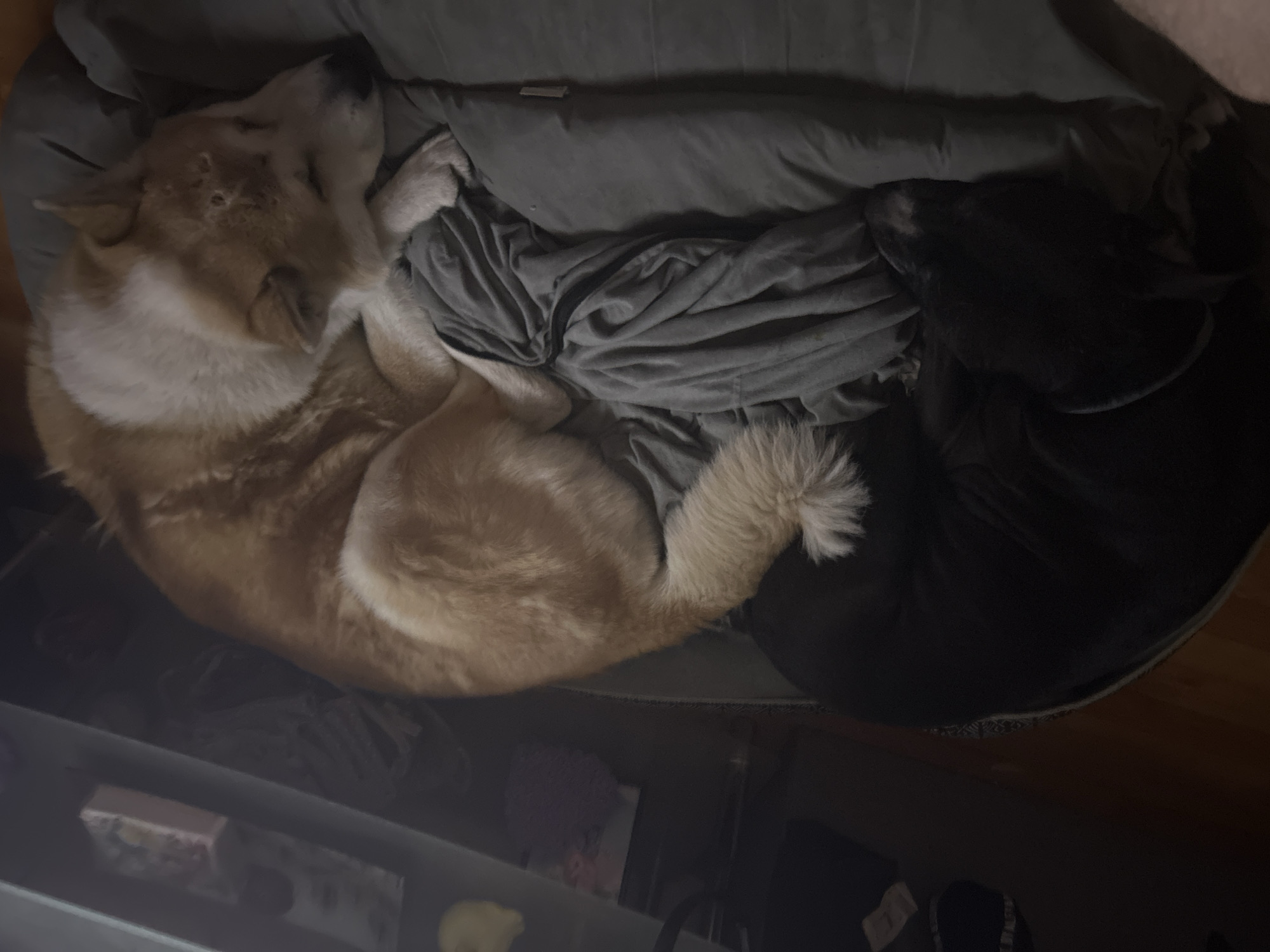 Two dogs are curled up asleep in a dog bed. One dog is tan and white and is curled up on its side. The other dog is black and is curled up into a ball. The dog bed is gray and has a gray blanket on top. The photo is taken from above, looking down at the dogs in their bed.