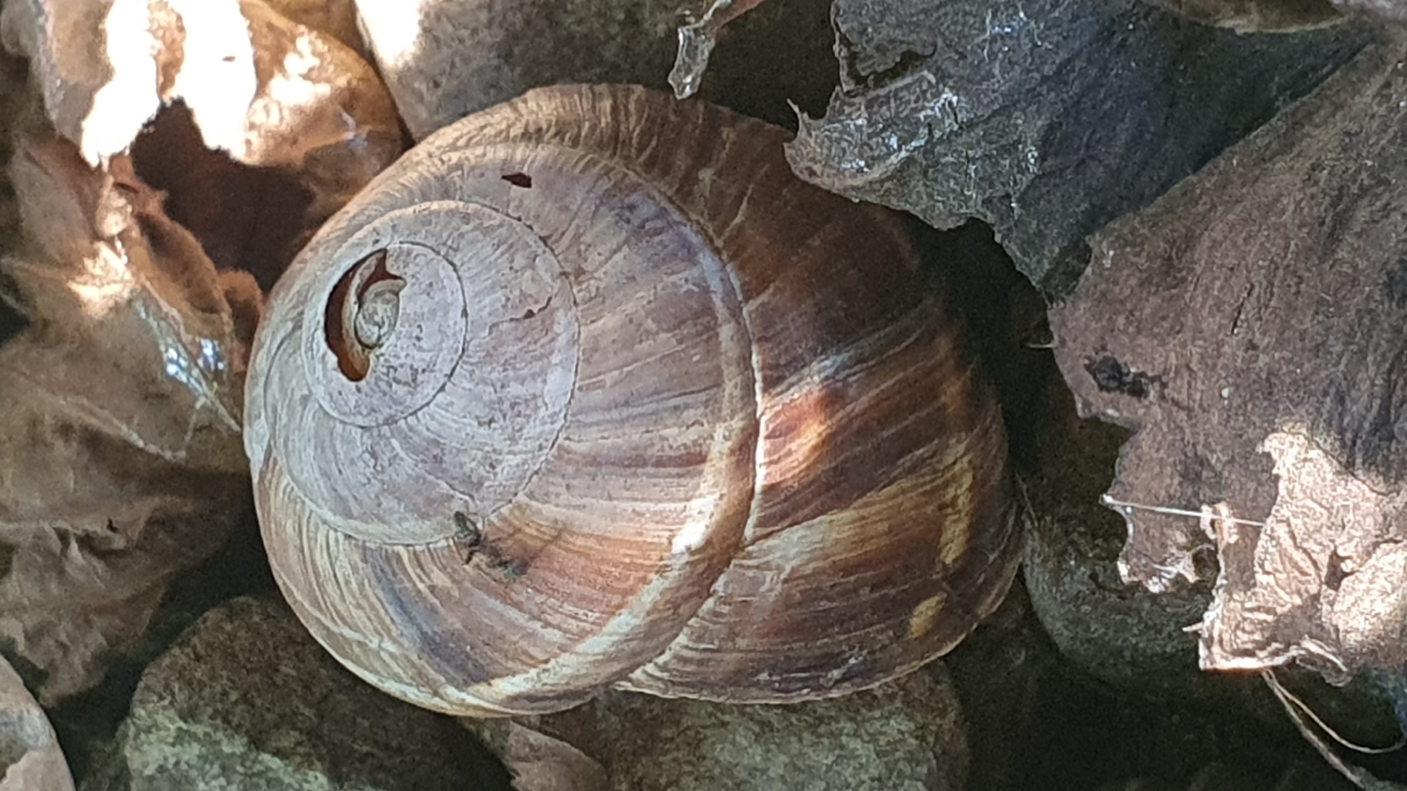 A snail shell rests on the ground amidst rocks and dry leaves. The shell has a spiral pattern and is a mix of beige and brown hues. There is a small opening visible at the top of the shell. The surrounding environment suggests an outdoor setting, possibly in a park or garden, in the city of Ust-Labinsk, Russia.