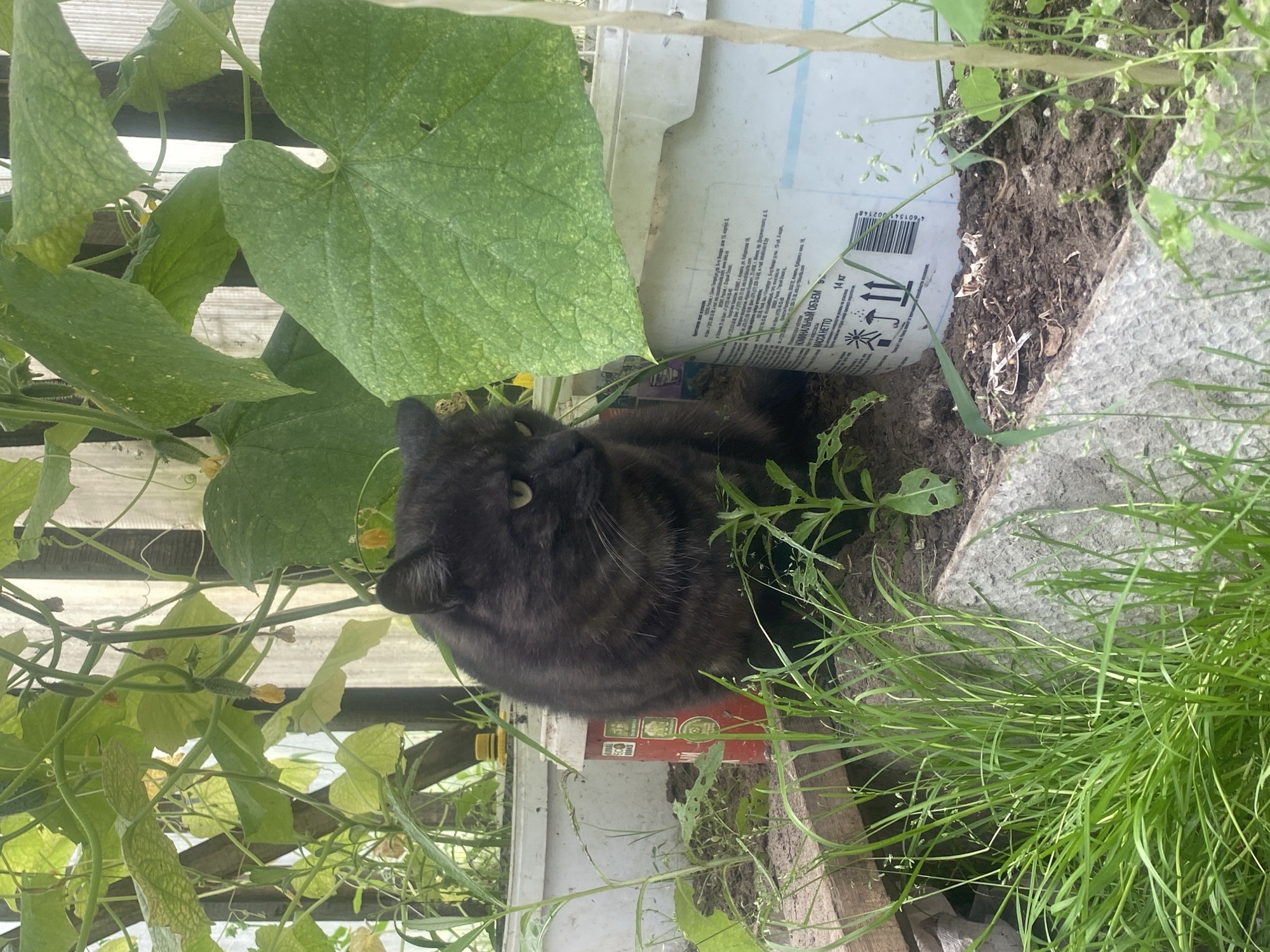 A medium-shot photo shows a dark brown tabby cat sitting amongst lush green foliage and garden supplies. The cat is positioned on the left side of the frame, facing to the right with its head turned slightly away from the camera. Its eyes are partially closed and its expression appears neutral. Behind the cat, a large, light green cucumber leaf dominates the right side of the image.
To the left of the cat, a red bucket with white lettering is visible. Further left, a white plastic container is partially obscured by the foliage. The background consists of a wooden fence structure and more green plants, some of which have small yellow flowers. The ground beneath the cat is covered in dark soil and scattered with dry leaves and debris. The overall environment suggests an outdoor garden setting, possibly within a greenhouse. The photograph does not contain any identifiable landmarks or details specific to the city of Nyagan, Russia.
