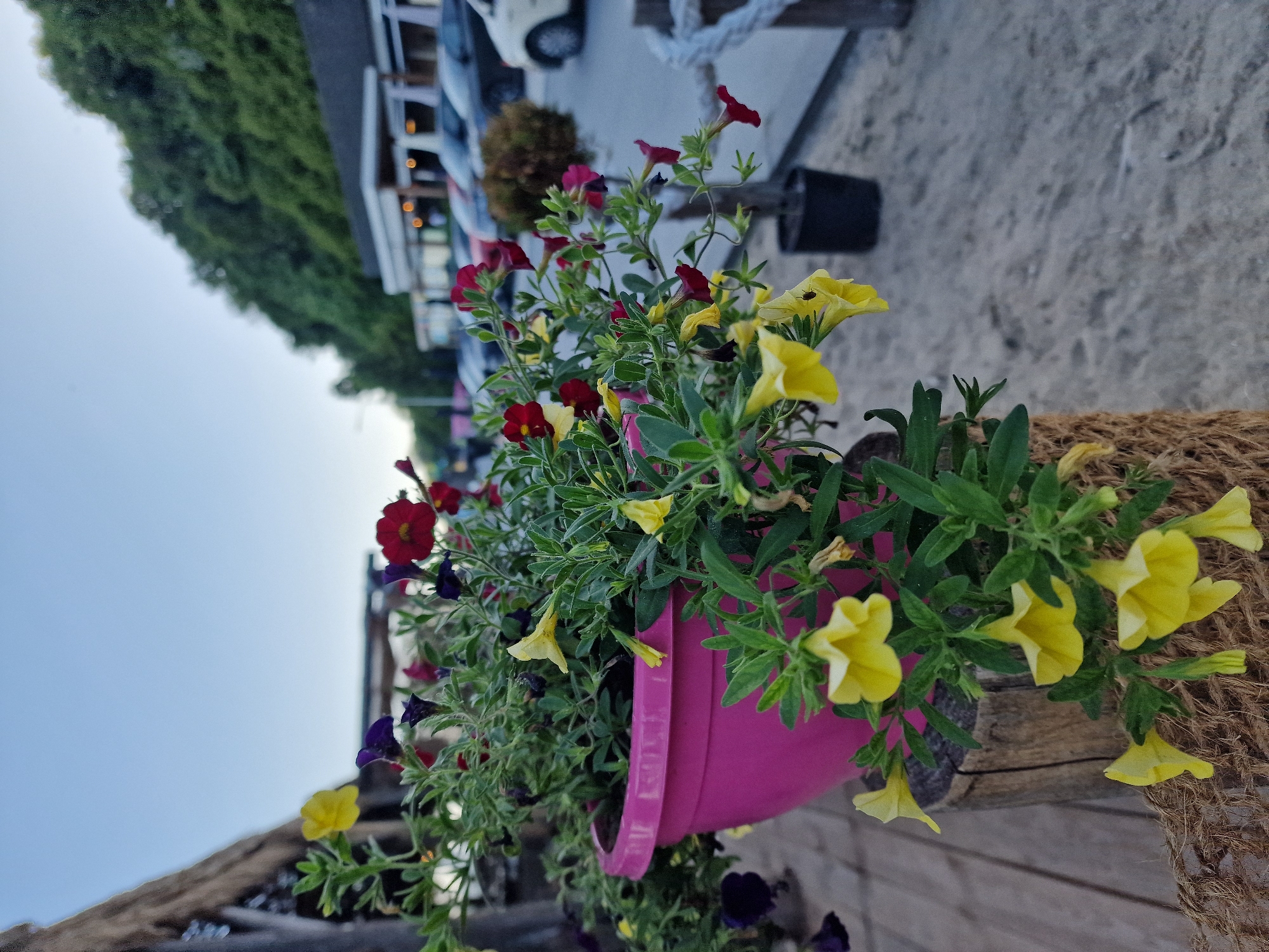The image depicts a close-up of a hanging flower pot filled with red, yellow, and purple petunias. The pot is bright pink and appears to be made of plastic. It is suspended from a wooden beam, wrapped in coarse, brown material that resembles twine or burlap. The flowers are vibrant and abundant, with some showing signs of wilting. In the background, blurred elements suggest an outdoor setting with a sandy or gravelly ground, a building with lights, and parked cars. The sky is a clear, light blue, indicating daytime. A thick, white rope is visible in the upper background, possibly part of a decorative element or railing. The perspective is slightly tilted, emphasizing the flowers in the foreground. There is no visible text in the image. The overall mood is serene and natural, with the focus on the colorful blossoms.