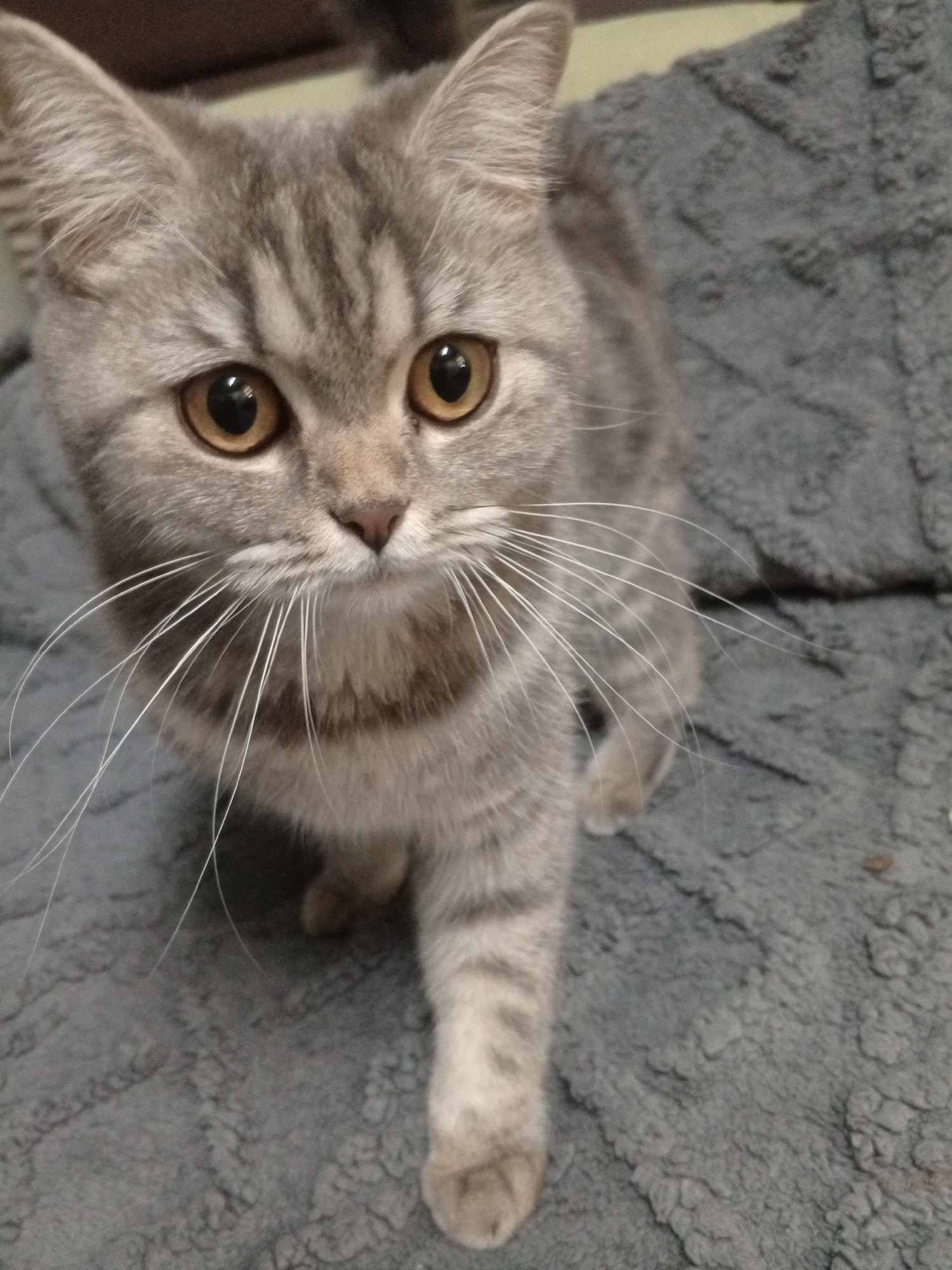 A gray tabby cat with amber eyes is looking directly at the camera. The cat is standing on a gray textured blanket. The background is out of focus, but it appears to be an interior setting. The cat is the central subject and focus of the image. There is no evidence indicating the location is Puchezh, Russia.