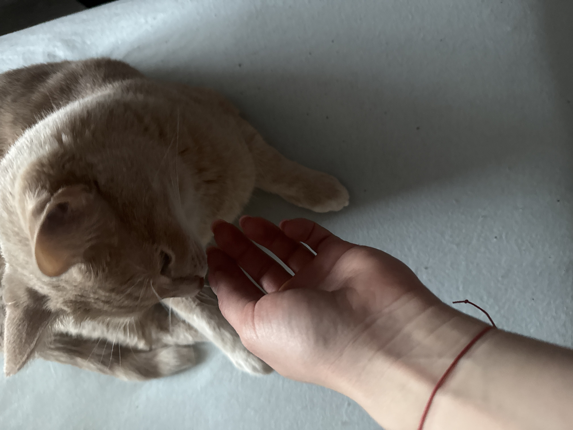 A tan striped cat is lying on a light blue surface and nuzzling its nose against an outstretched human hand. The hand has a thin red string or bracelet tied around the wrist. The setting appears to be indoors. There is no information to indicate that the picture was taken in Chaikovsky, Russia.