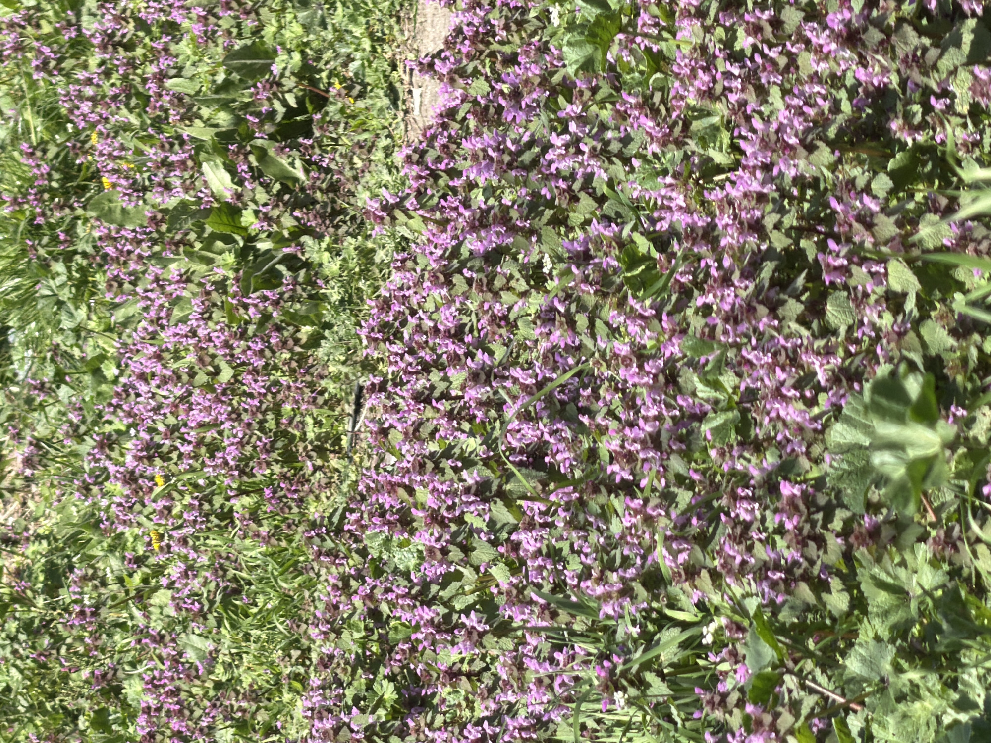 A field of predominantly purple flowering plants is visible in the image. Green foliage is interspersed with the purple flowers. The exact location within Varna, Bulgaria is not determinable from the image. There is no discernible human presence.