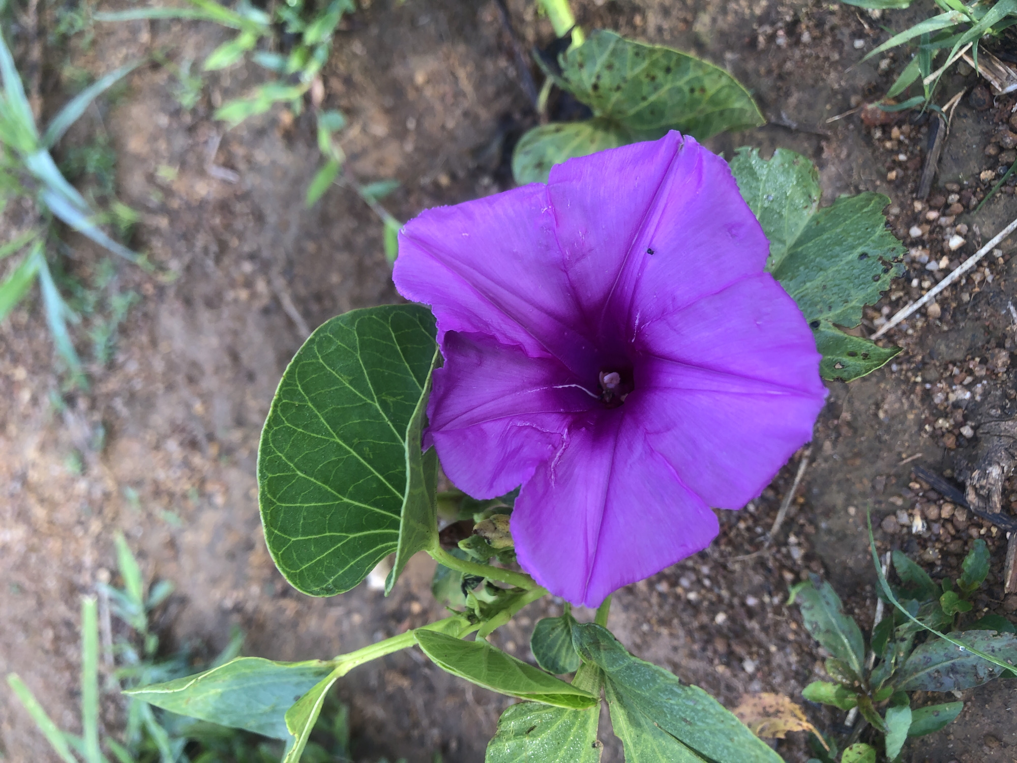 A close-up, eye-level, full-frame shot showcases a vibrant purple trumpet-shaped flower with five distinct petals. The flower is partially unfurled, revealing a dark center. It is supported by a green stem with several green leaves, some of which have serrated edges and prominent veins. The flower and foliage are set against a background of dry, sandy soil dotted with small pebbles and dried plant debris. In the upper portion of the image, blurred green foliage and hints of dry grass are visible, suggesting an outdoor environment. The scene appears to be located in Katon Rikkos, Nigeria, characterized by its earthy tones and sparse vegetation. No people or animals are present in the frame.