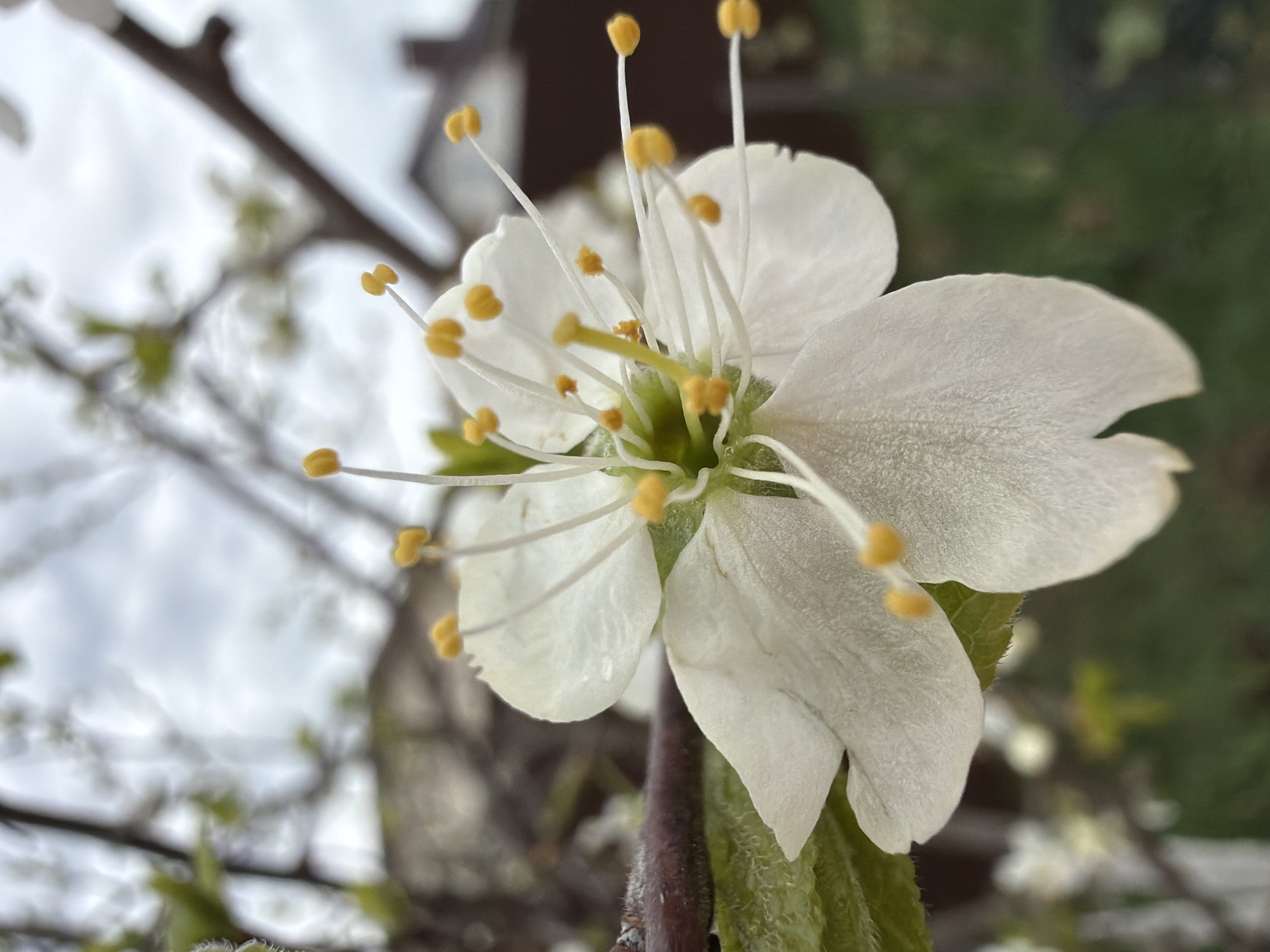 The image shows a close-up of a white flower with yellow stamens. The flower is in focus, while the background is blurred. The background appears to be a tree branch and a cloudy sky. Based on the prompt, the image was likely taken in the city of Chaikovsky, Russia.