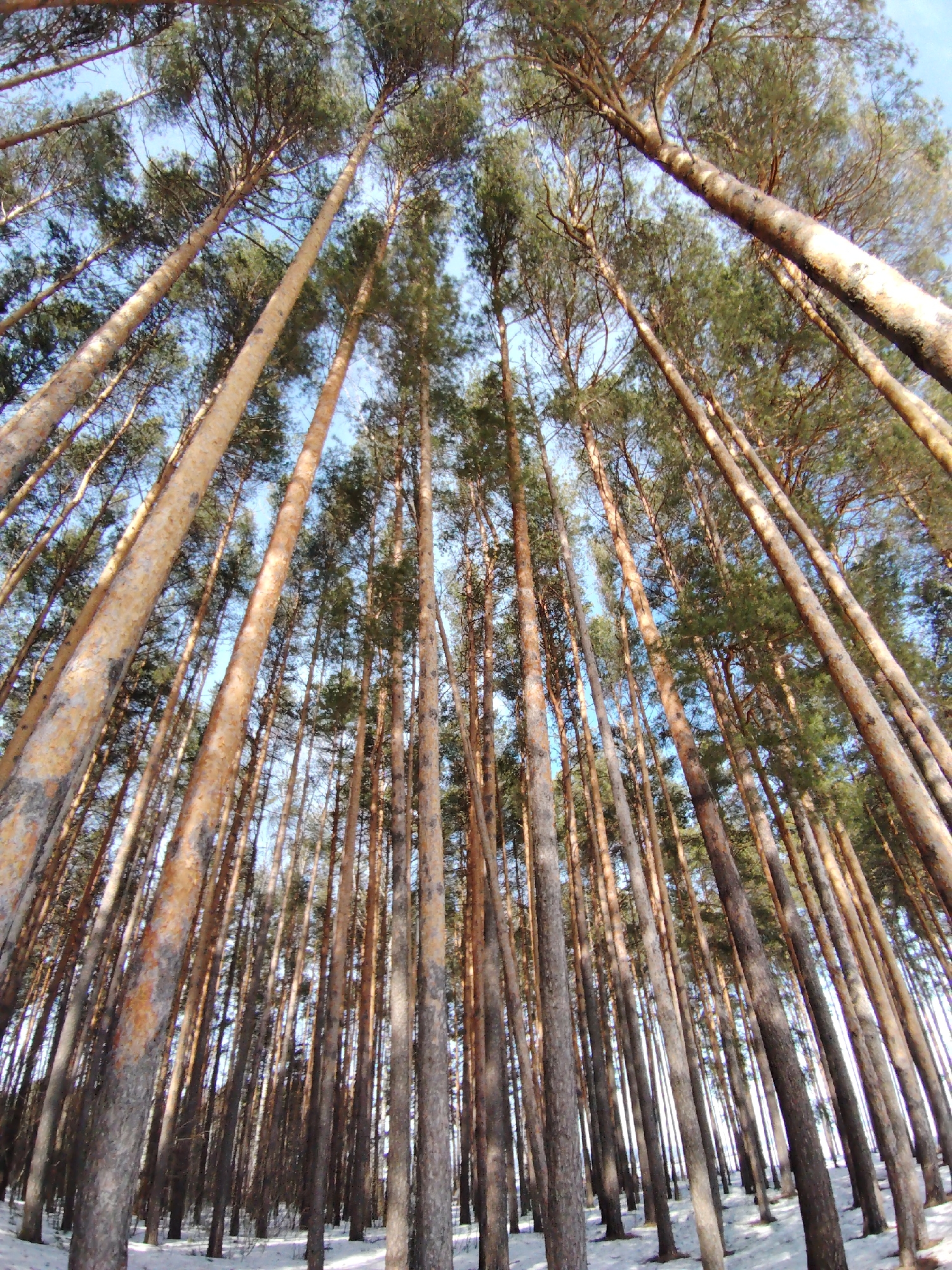The image shows a dense pine forest, looking upwards towards the canopy. The location is likely in or near the city of Chaikovsky, Russia, based on the user's prompt. The trunks of numerous tall, slender pine trees dominate the foreground. Their bark is a mix of light brown, grey, and reddish-brown hues. The forest floor is partially covered with snow. Above, the green foliage of the tree crowns creates a canopy against a pale blue sky visible through gaps in the branches. The perspective is from the ground, giving the impression of the trees towering overhead. There are no people visible in the image.