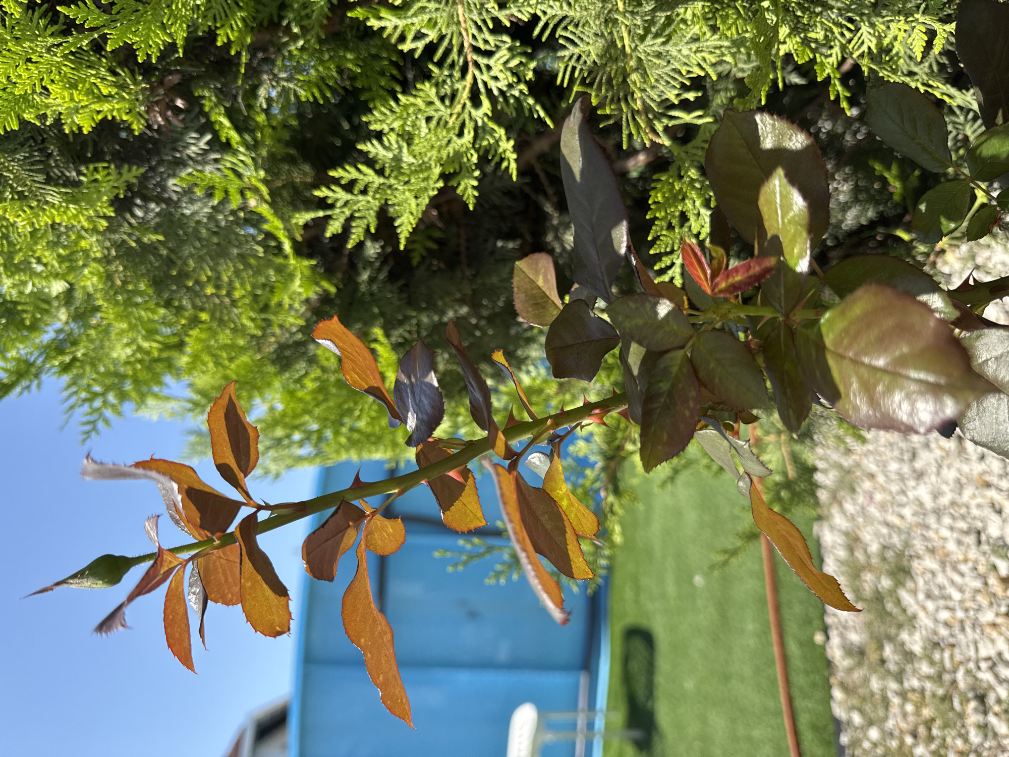 In Uyutnoye, Ukraine, a close-up shot captures a young rose plant with reddish-brown leaves and a green bud, its stem adorned with sharp thorns. The plant is positioned in front of a dense, vibrant green coniferous tree, possibly a cypress or cedar. In the background, a bright blue wall of a structure is visible, with a portion of a white object and a bright green lawn extending towards the left side of the frame. The ground in the foreground is covered with small, light-colored pebbles. The sky above is a clear, bright blue, suggesting a sunny day.