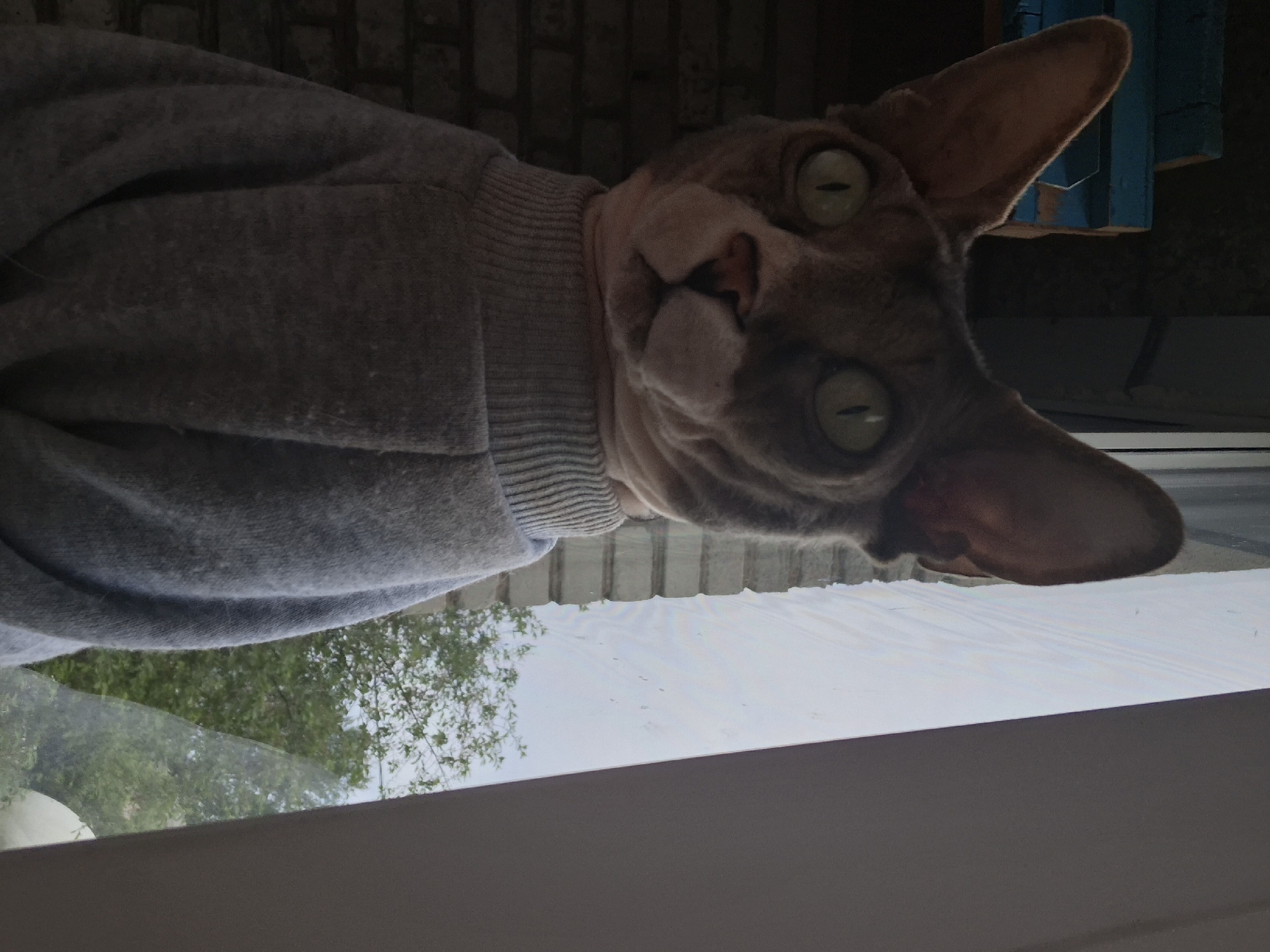 A sphynx cat wearing a gray sweater is looking inside a window. Outside the window, trees are visible. The exact location in Забалоцкі сельскі Савет, Belarus cannot be determined.