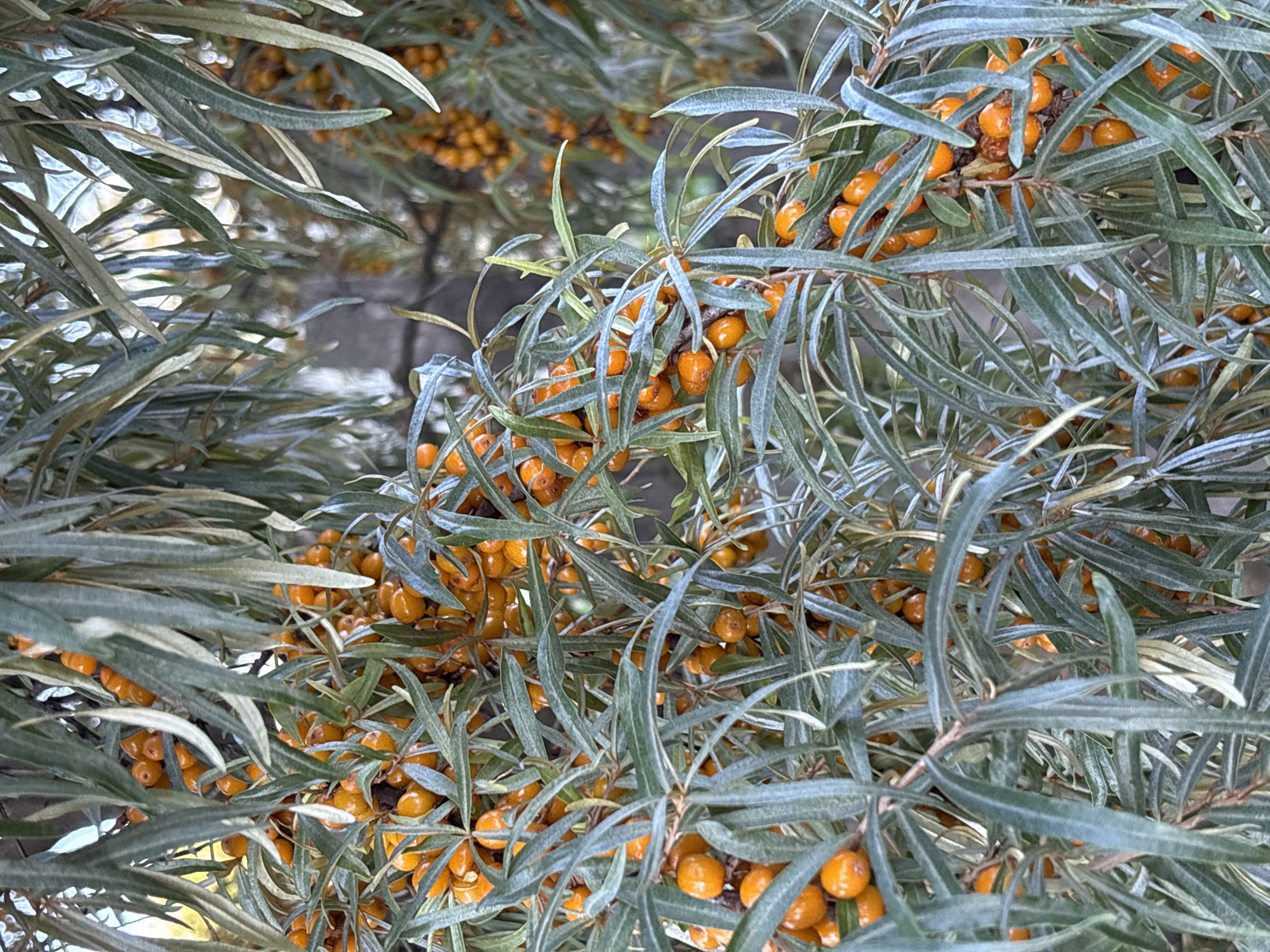 The image shows a close-up of a sea buckthorn bush with ripe, orange berries. The berries are small and round, clustered together on thorny branches. The leaves of the bush are long and narrow, with a silvery-green color. The background is blurred, suggesting that the photo was taken outdoors, possibly in a park or garden in the village of Semibratovo, Russia. There are no people or animals visible in the image. The lighting appears to be natural, possibly overcast, as there are no harsh shadows. The overall impression is one of abundance and natural beauty.