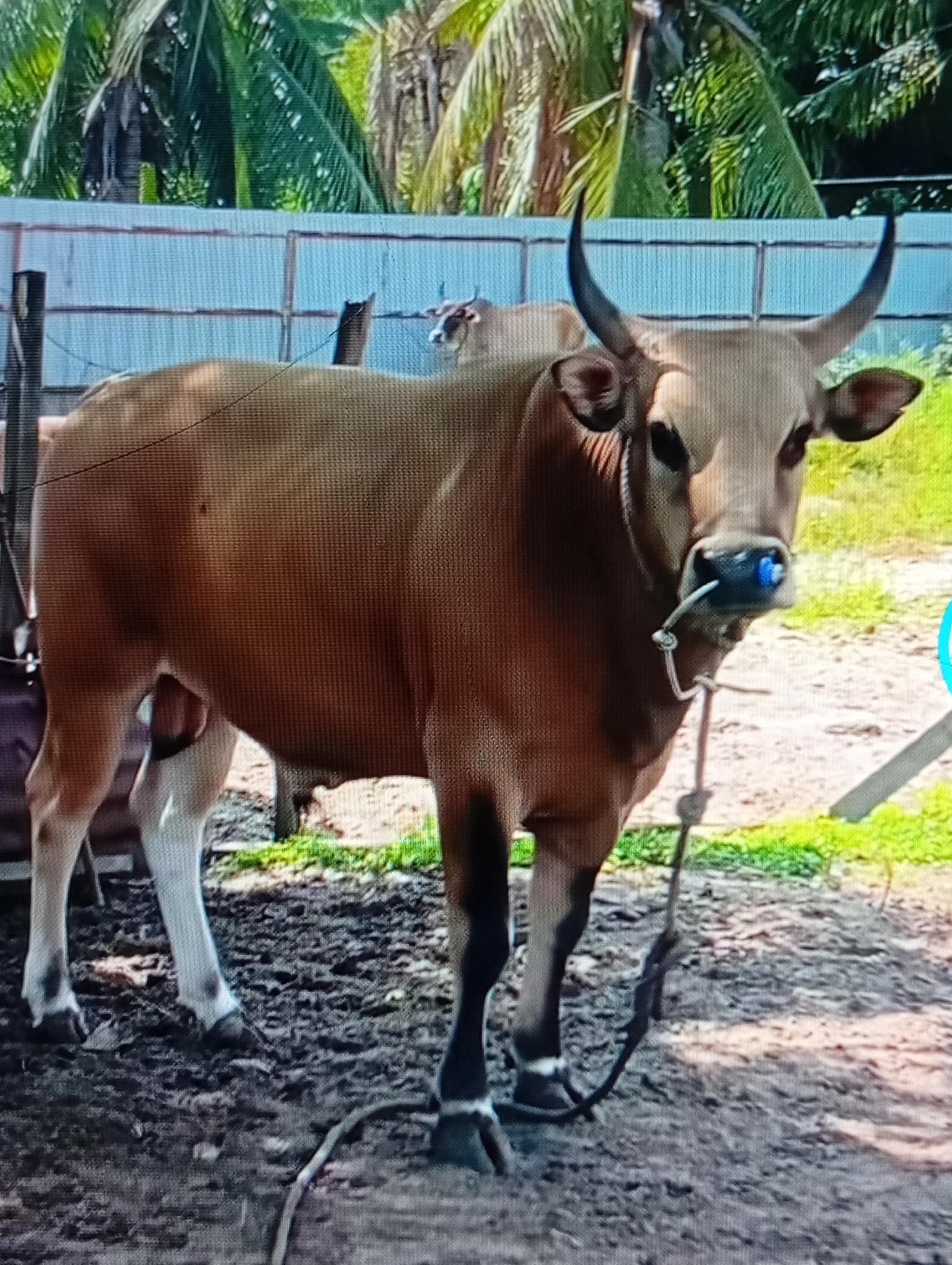 In an outdoor scene, likely a farm or rural area, a brown cow stands tethered by a rope. The cow has horns and a blue object in its nose ring. Behind the cow, a light blue fence is visible, and further back, lush green palm trees suggest a tropical environment. The ground is a mixture of mud and dirt. The image's quality is low, with visible pixelation. The scene is consistent with areas within or surrounding Lhokseumawe, Indonesia, known for its agricultural and coastal landscapes.