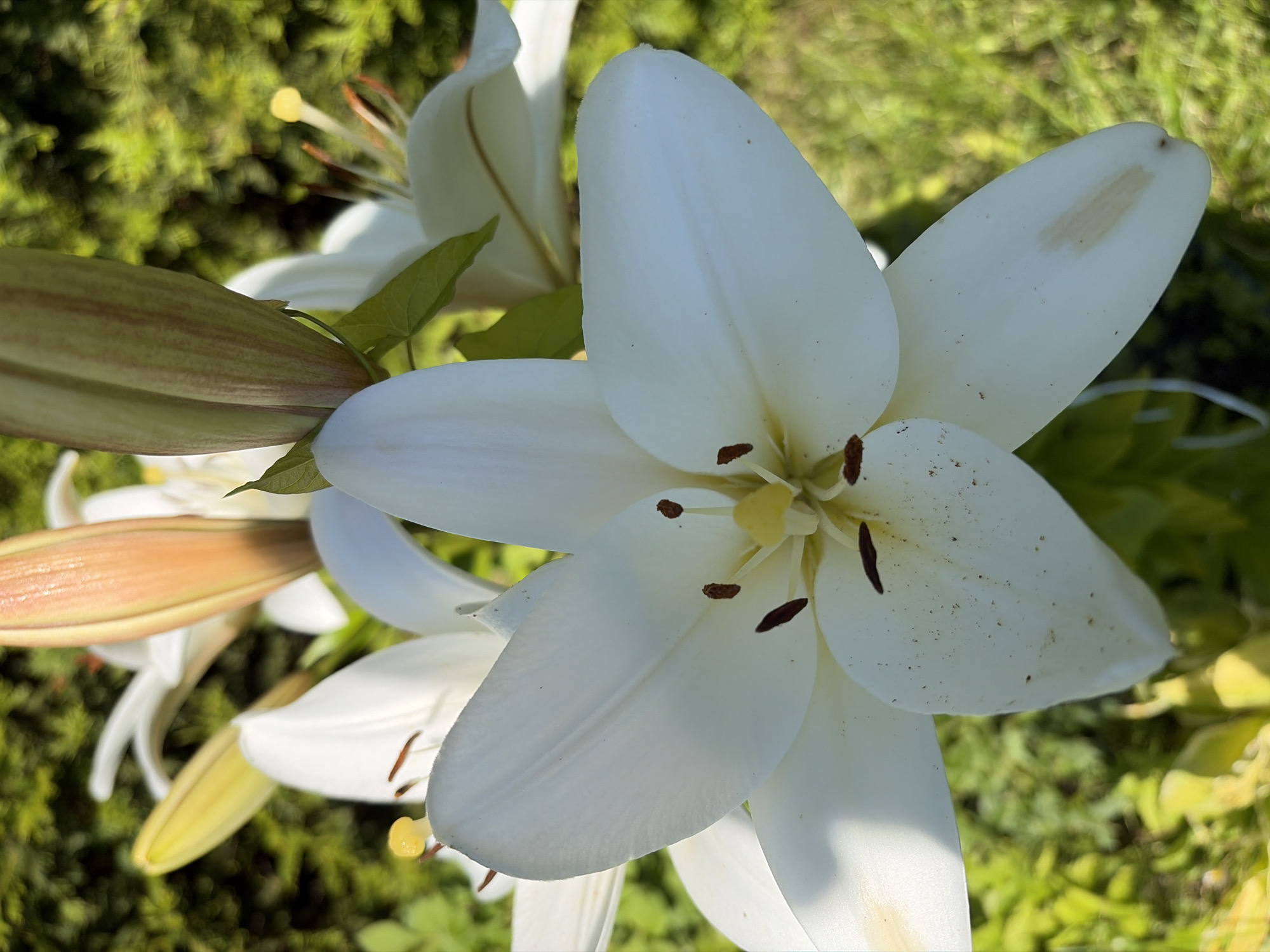 The image is a close-up, outdoor photograph of several white lilies in a garden setting. The focus is on a large, fully bloomed white lily in the foreground, with its petals spread open. The lily has prominent brown stamens tipped with yellow pollen. Behind it, other lilies are visible, including one in bud with a light orange hue, and another partially opened white lily. The background consists of lush green foliage, suggesting a sunny day. The location is identified as Aleksandrovka, Russia. There are no people or animals present in the image.