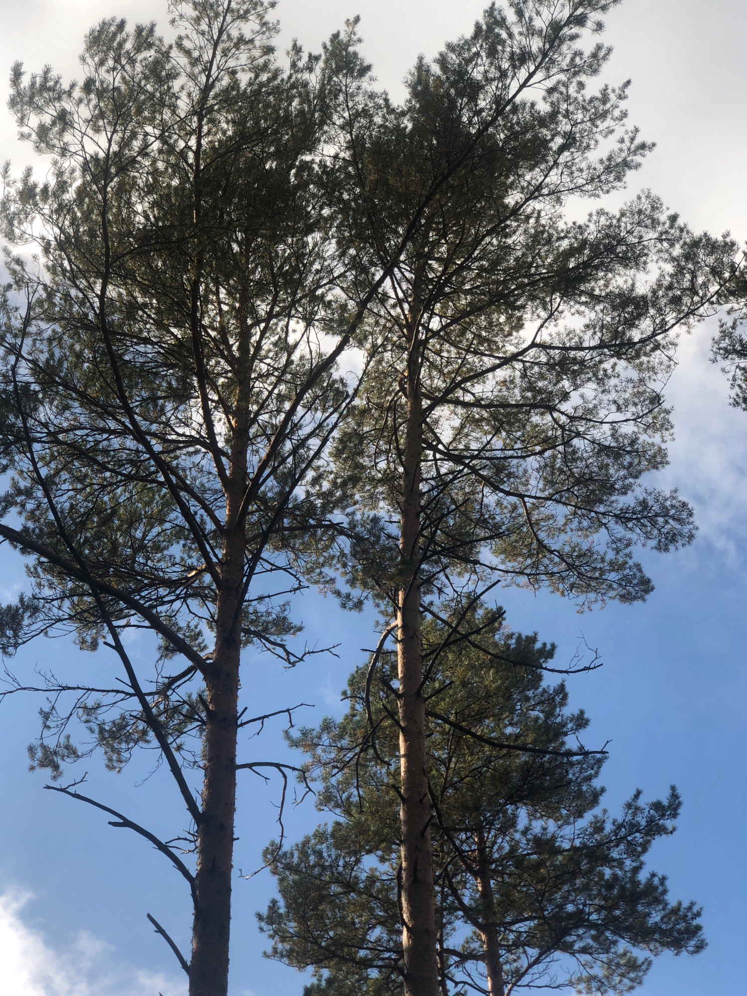 A low-angle, full-shot photograph captures the upper trunks and canopies of several tall pine trees against a bright blue sky with scattered white clouds. The sun is visible as a bright, washed-out area in the upper right quadrant, indicating it is likely midday. The trees are dense with green needles, obscuring the sky in many places. The trunks are rough and textured, appearing to be in good health. The overall impression is of a natural, serene outdoor setting, characteristic of a forest or park. The image is taken in Arfa, Russia, suggesting a northern climate with coniferous forests. No people or animals are present in the frame.