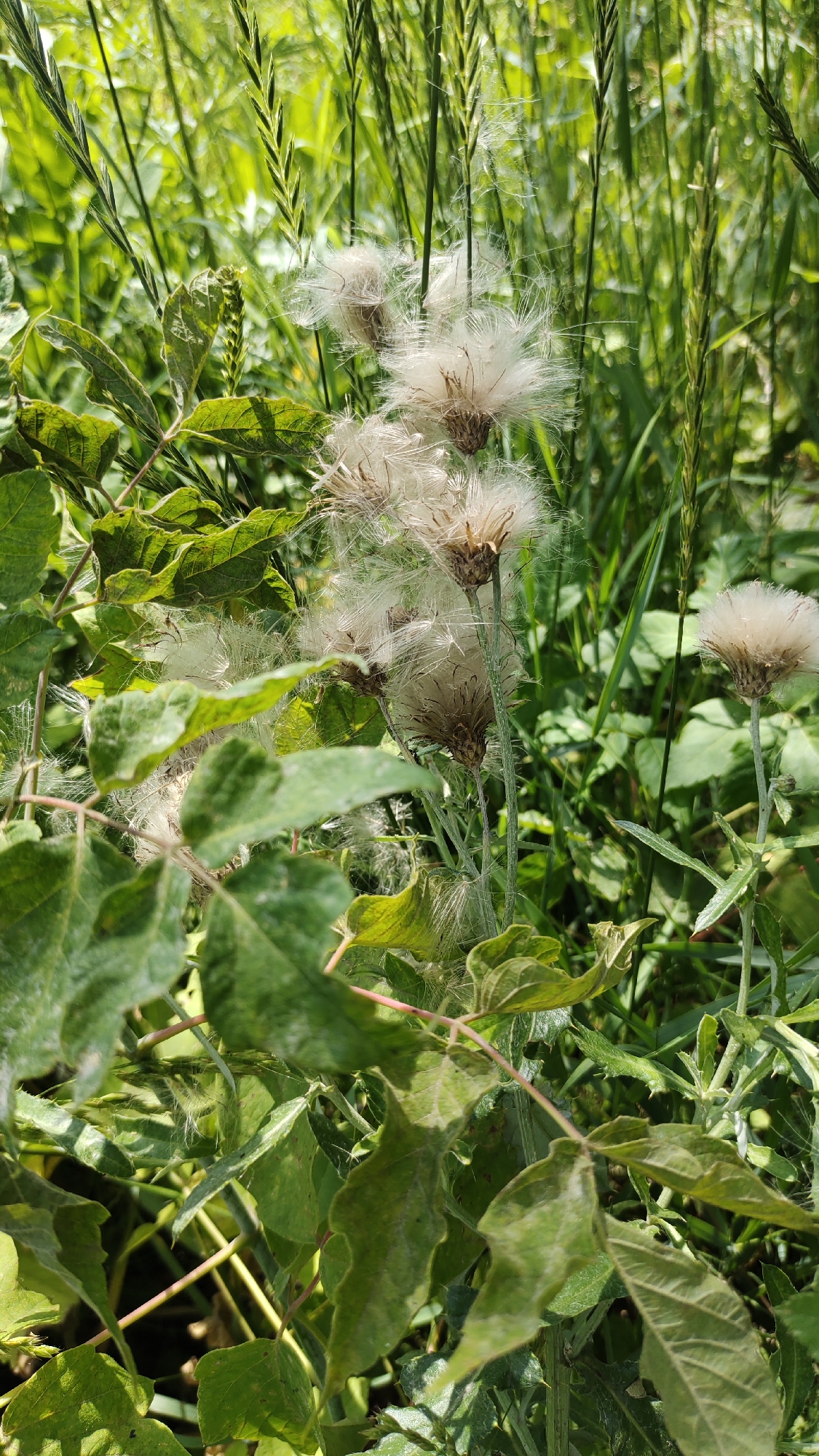 In an outdoor natural environment, likely a field or overgrown area, several plants are in focus. The most prominent are the fluffy seed heads of thistles, appearing white and wispy, with their dried brown centers visible. These are interspersed with tall green grass stalks and lush green leaves of other plants, some of which are broad and serrated. The lighting suggests it is daytime, with sunlight filtering through the foliage, creating a dappled effect. The overall scene conveys a sense of wild, untamed growth. The specific location within a city is unknown.