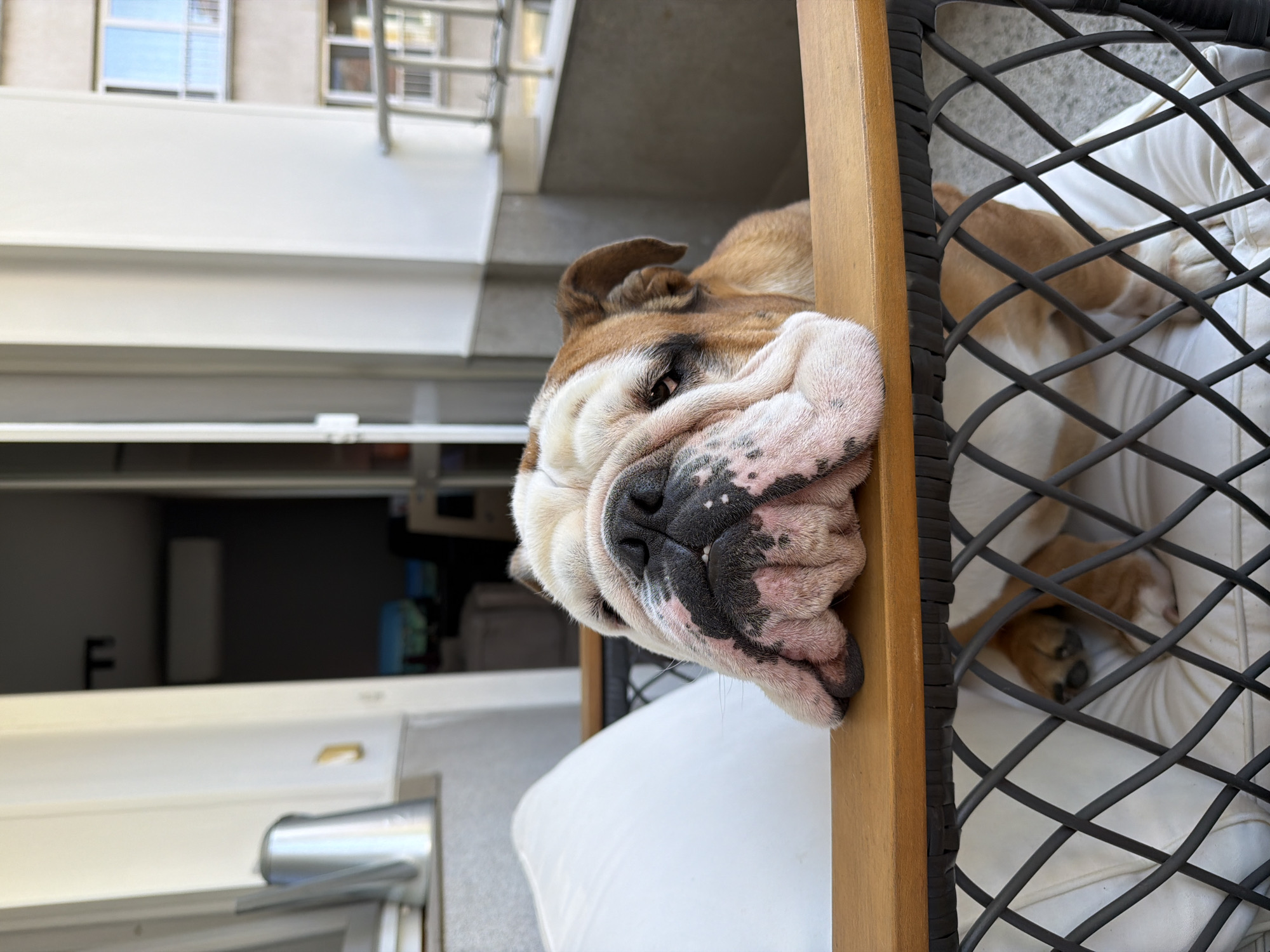 A close-up shot captures a tan and white bulldog resting its head on the wooden armrest of an outdoor chair. The dog's face is largely obscured by its characteristic loose skin and wrinkles. The chair is positioned on a balcony with a railing visible in the background, suggesting an urban setting. Beyond the balcony, a building with multiple windows is visible, hinting at a residential area within a city. The overall scene suggests a relaxed moment for the dog on a bright day, likely on a balcony in Sofia, Bulgaria, given the architectural style of the building in the background.