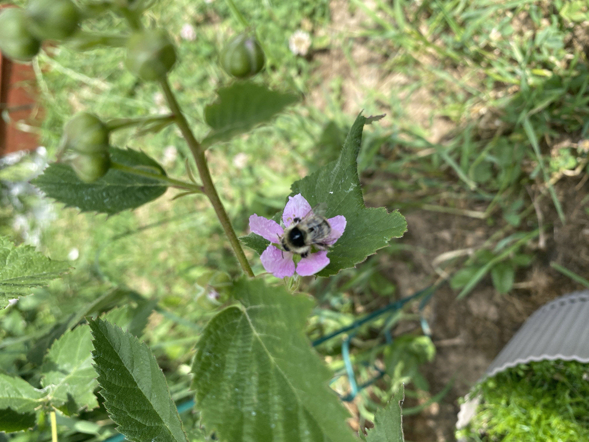 The image shows a close-up of a bee on a small, pale pink flower. The bee is fuzzy and has black and yellow stripes. The flower has five petals and a dark center. The background is out of focus, but appears to be a garden setting with green foliage and some brown soil. There are also some green berry-like buds visible on the plant. The lighting suggests it is daytime, and the overall impression is of a natural, outdoor scene. The image is a still photograph, and there is no visible text.