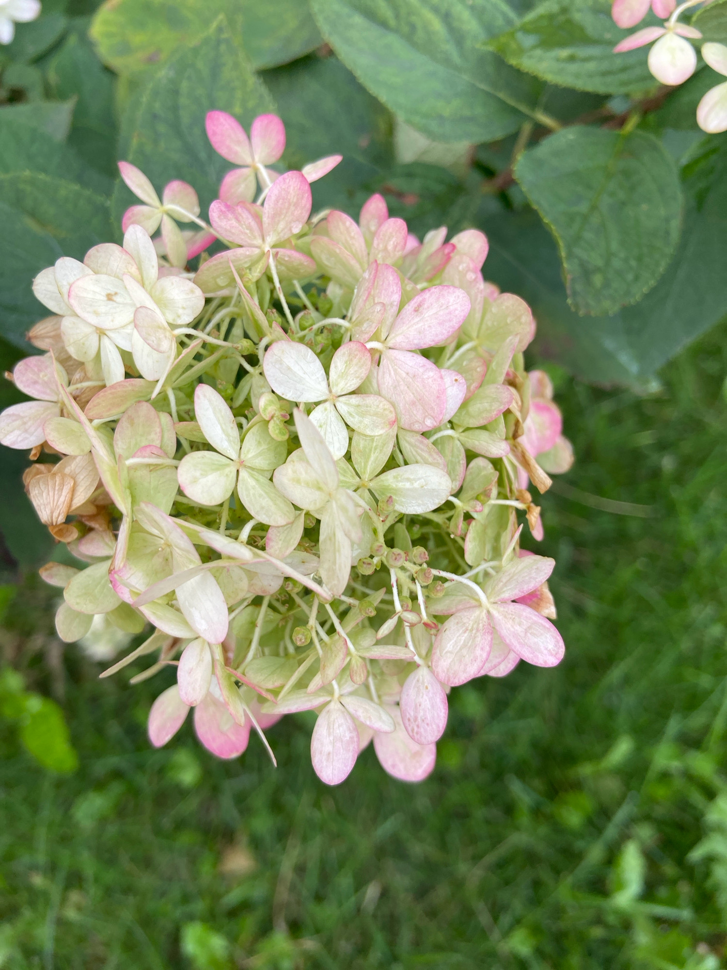 An overhead shot focuses on a cluster of pale pink and white hydrangea flowers, some tinged with a more vibrant pink, set against a backdrop of dark green leaves and blurred green grass. The flowers are delicate and appear to have water droplets on some of their petals. The scene suggests a natural outdoor setting, possibly a garden. There is no indication of human presence or activity within the frame. The image is static and depicts a moment of natural beauty.