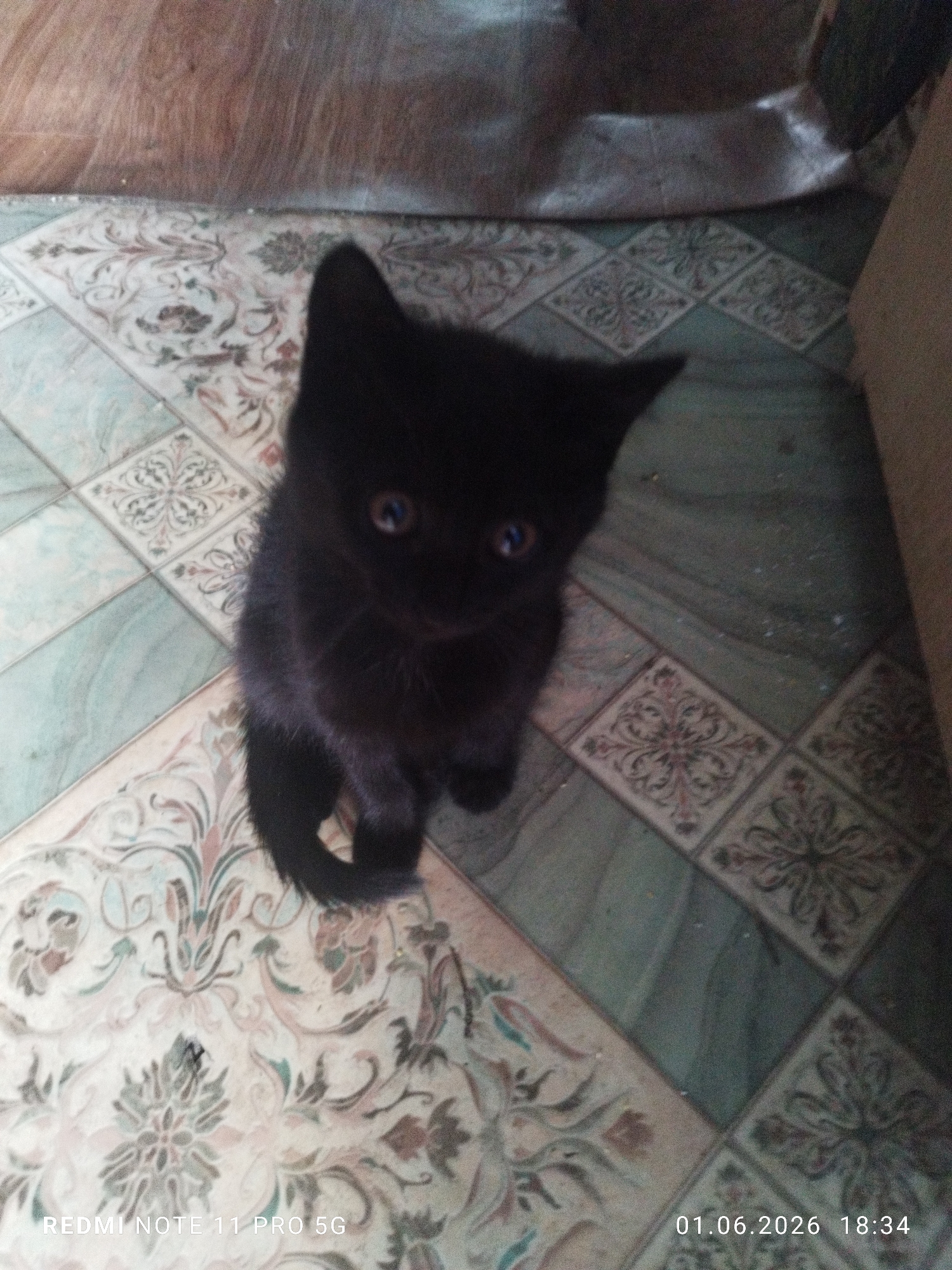 A black kitten is sitting on patterned linoleum flooring in an indoor setting, possibly a home in Rudnya, Russia, based on the "REDMI NOTE 11 PRO 5G" watermark in the lower left corner and the date "01.06.2026 18:34" in the lower right corner, which are consistent with the phone's software and possible location. The flooring features a pattern of floral designs and geometric shapes in shades of beige, green, and brown. A wooden surface is visible in the upper portion of the image. A cardboard box is to the right of the image. The kitten is looking directly at the camera.