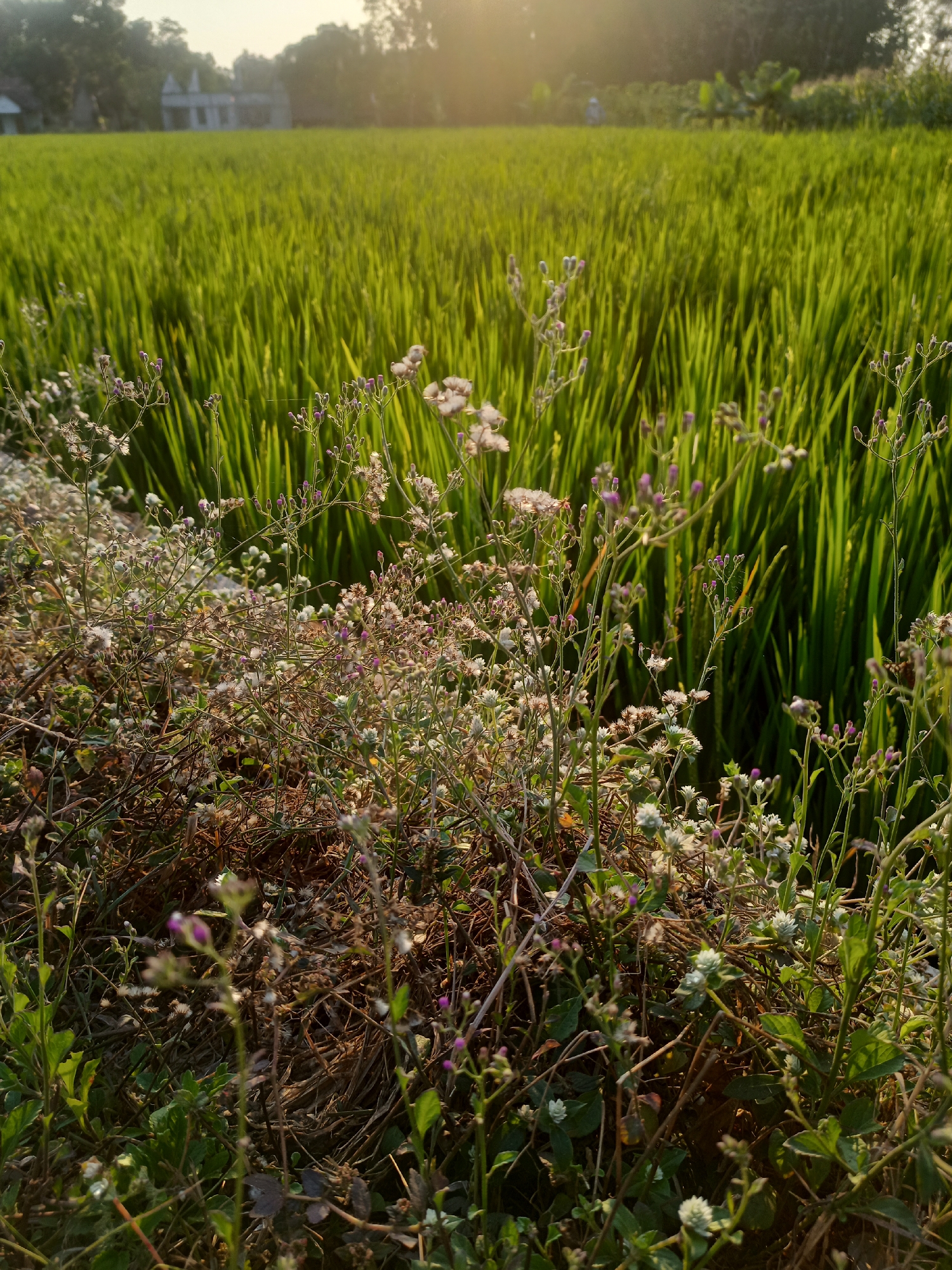 An outdoor, vertical, medium shot captures a dense patch of small, flowering weeds in the foreground, with a blurred, sunlit rice paddy stretching into the background. The weeds are a mix of light green foliage and dried stalks, adorned with clusters of tiny white and pale pink flowers, some with visible purple buds. The rice paddy, a vibrant, rich green, fills the midground and extends to the horizon, appearing tall and dense, with individual stalks catching the warm, golden light of the setting sun. In the far background, silhouetted trees and a distant, out-of-focus building, possibly a house or a small structure, suggest a rural setting. The overall lighting is warm and natural, characteristic of late afternoon or early evening. The image is not set in a city, but rather in a rural agricultural landscape, likely in the vicinity of Jati, Indonesia, known for its rice cultivation. There are no people or animals clearly visible or engaged in any actions. The scene is static and tranquil.