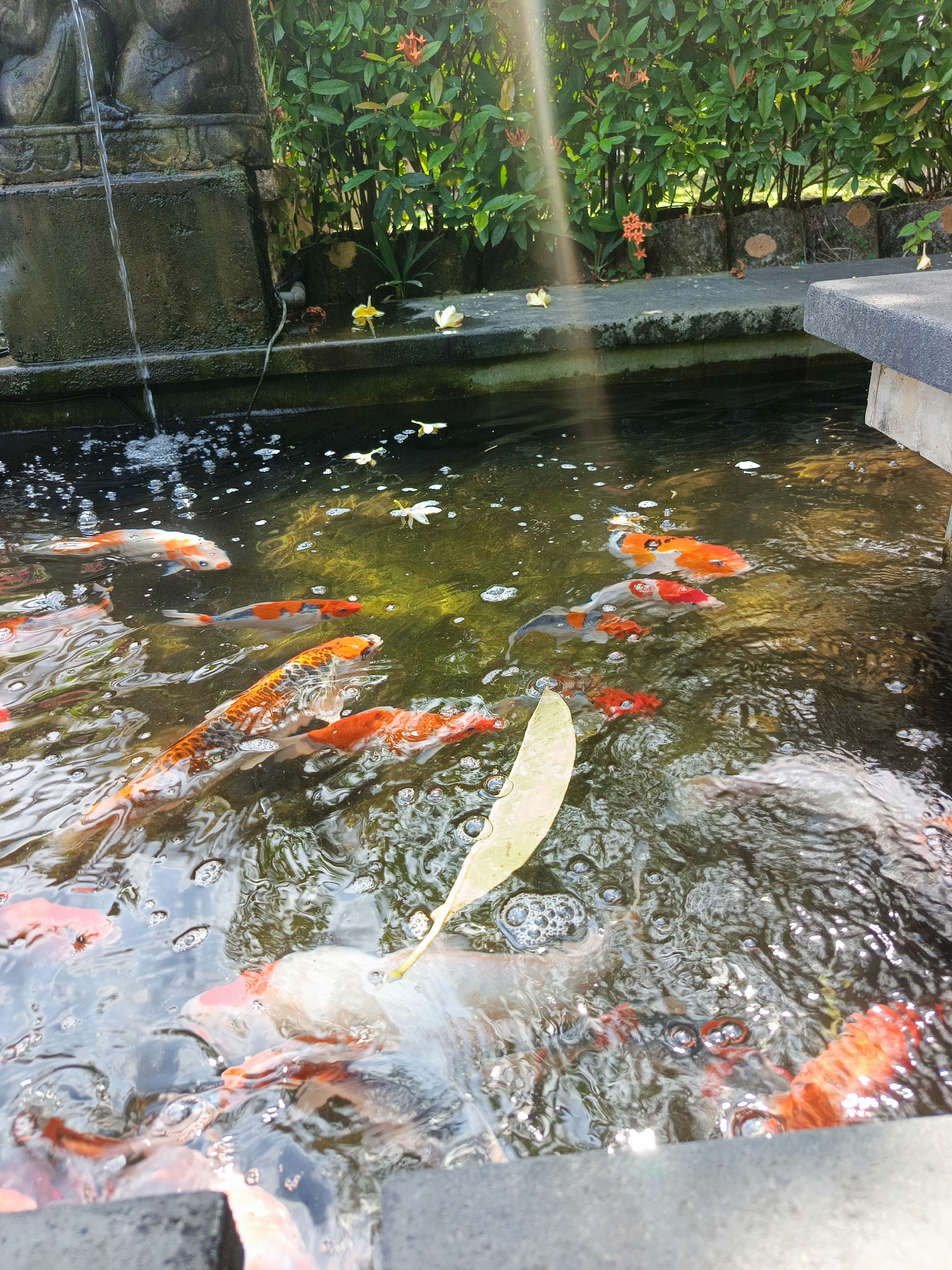 In Kuta, Indonesia, a koi pond features several koi fish swimming in clear water. A fountain on the left continuously streams water into the pond, creating ripples and bubbles. The pond is surrounded by lush green foliage and a stone border. Sunlight streams through the trees, casting rays onto the water's surface. The fish exhibit various colors, including orange, white, and black, and some are partially submerged in the water. In the foreground, a single leaf floats on the water's surface. The scene appears to be an outdoor setting, possibly a garden or a resort.