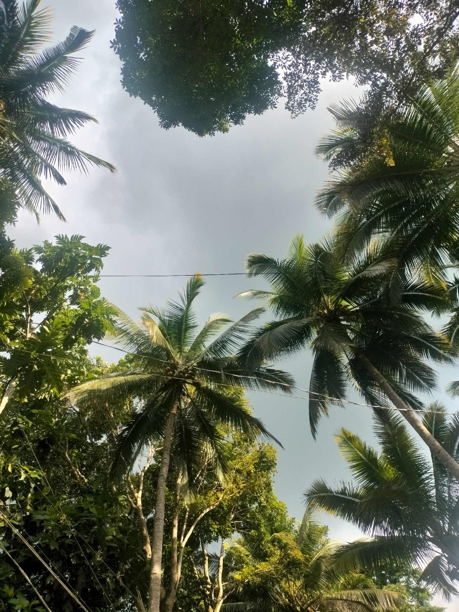 A low-angle shot looks up through a canopy of palm trees and other foliage towards a grey, overcast sky. Power lines are visible strung between the trees. One prominent palm tree in the center of the frame has green coconuts visible. The overall impression is of a dense, tropical environment.