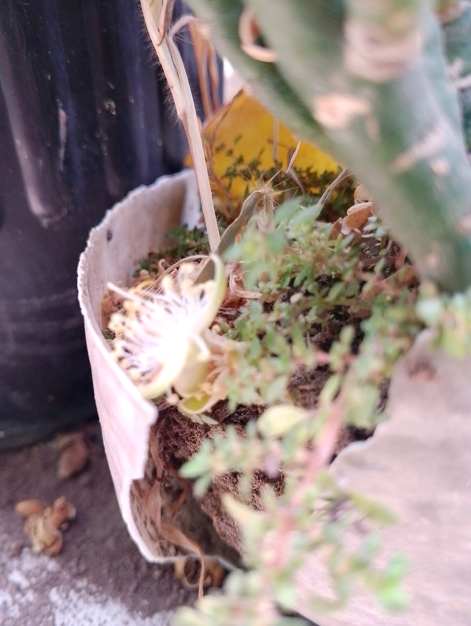 A close-up, shallow depth-of-field shot captures a white, partially withered flower in a small, light-colored pot. The pot appears to be made of paper or cardboard, with a torn edge. The flower, with its delicate, stringy petals, is the focal point, though it is somewhat blurred. Behind the pot, a dark, ribbed object, possibly a plastic container or planter, is visible. The ground beneath the pot is composed of dark soil and some scattered dried leaves or debris. A blurry green stalk or branch is also visible in the upper right portion of the image, out of focus. The overall scene suggests an outdoor setting, possibly in a garden or balcony in the city of Papungan, Indonesia. There are no people or animals present in the frame.