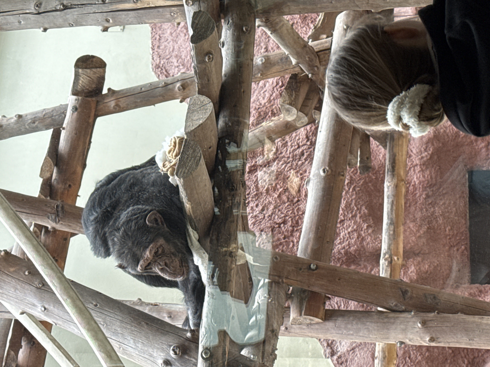 A chimpanzee perches on a wooden structure within a zoo enclosure, observed through a pane of glass. In the upper right corner of the image, a person with long hair is visible. The zoo is located in Izhevsk, Russia. The enclosure features a faux rock wall as a backdrop. The chimpanzee is black in color.
