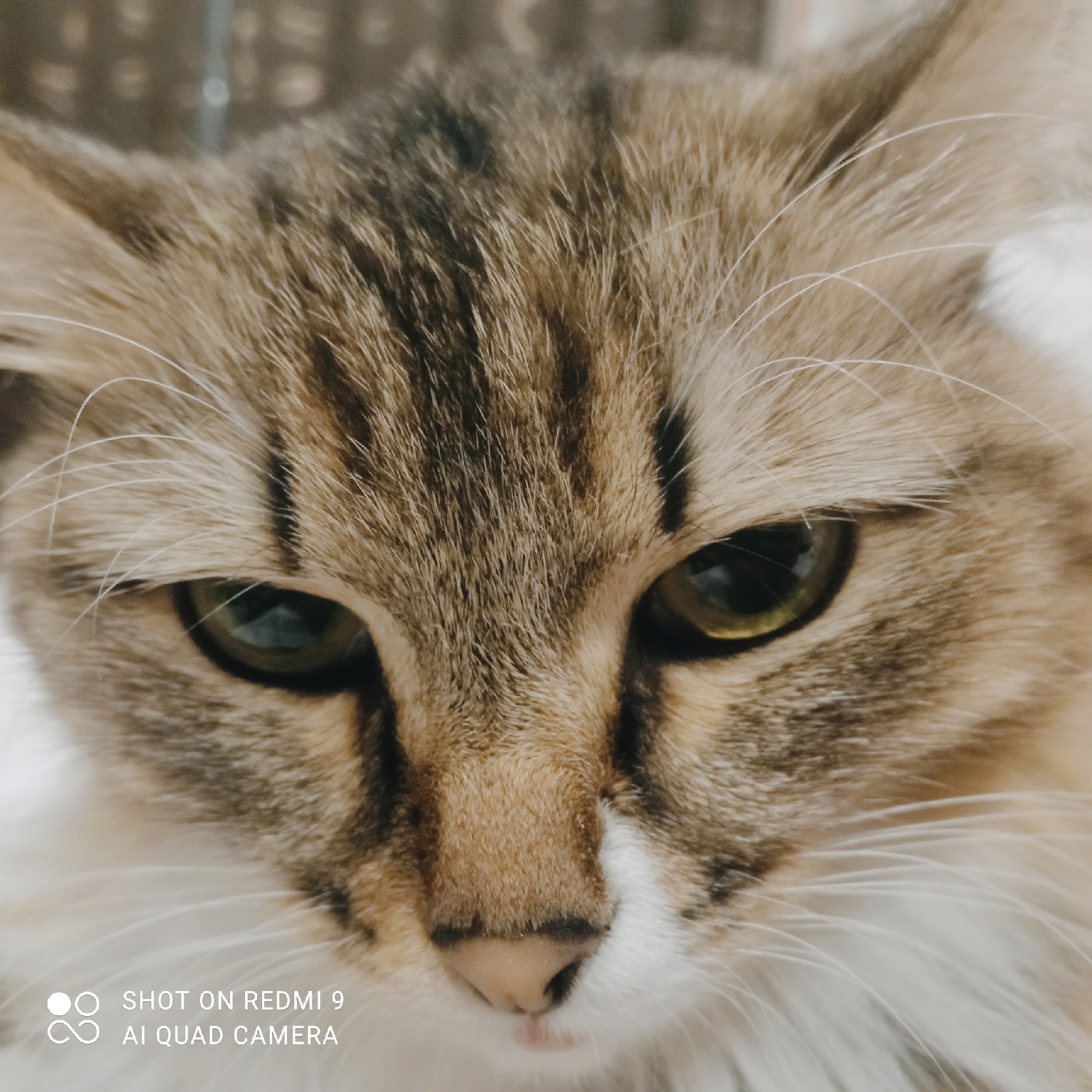 This is a close-up, head-on photograph of a domestic cat's face. The cat has tabby markings with brown, black, and tan fur, along with white fur on its chest and around its nose and mouth. Its eyes are a greenish-yellow, and its pupils are dilated. The cat's whiskers are long and white. The background is blurred and appears to be an indoor setting with some indistinct patterns. The lower left corner of the image contains a watermark that reads "SHOT ON REDMI 9 AI QUAD CAMERA." The image does not provide any information about the city of Chaikovsky, Russia, or any specific location within it.