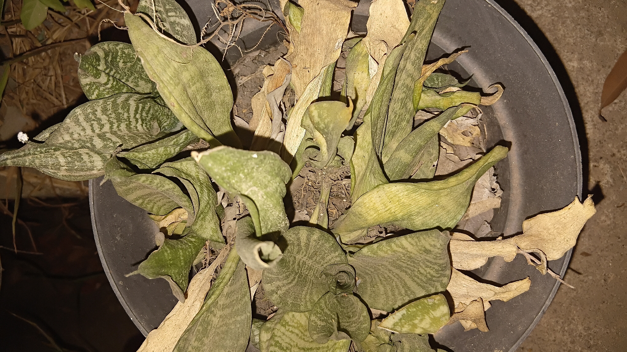This is a close-up, overhead, static, natural light photograph of a dying snake plant (Sansevieria trifasciata) in a dark gray plastic pot. The plant's leaves are mostly wilted and dry, with a few exceptions of green, patterned leaves still attached. The soil is a mix of dark, dry earth and fallen, desiccated leaves. The pot is partially filled with the plant and its debris. The background is dark and out of focus, suggesting an outdoor setting at night. The location is a residential yard in Prabumulih, Indonesia.
