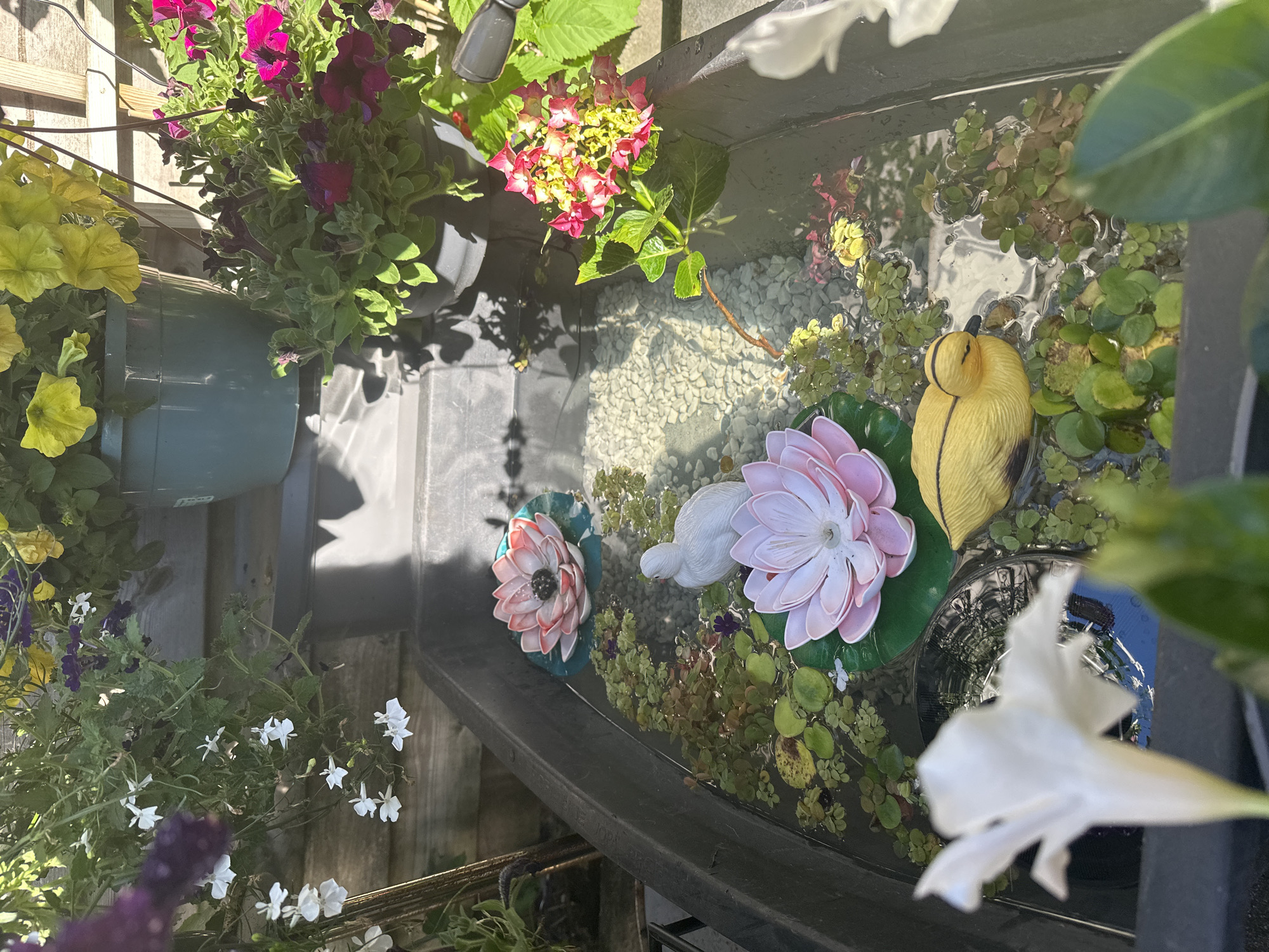 This is a close-up, high-angle, outdoor shot of a small water feature, likely a garden pond or a decorative water container, situated in Steenwijk, Netherlands. The water feature is a dark-colored, rectangular tub filled with water and small pebbles at the bottom. Several decorative items are floating on the surface. There are two artificial pink lotus flowers, one larger than the other, positioned on green lily pad-like floats. A white, ceramic bird figurine is also present, positioned between the lotus flowers. A small, yellow, plastic duck with black detailing is floating near the bottom right of the tub. The water is also covered in patches of small, green aquatic plants, with a few small, purple flowers interspersed among them.
Above and around the water feature, there are hanging baskets with various flowers. To the left and top of the image, there are hanging baskets with purple and yellow petunias, as well as small white flowers. To the right and top of the image, there are more hanging baskets with pink and red petunias and other flowering plants. Some of the flowers are in focus, while others are blurred due to the depth of field, creating a soft, naturalistic background. The scene is bathed in sunlight, casting dappled shadows on the water and the surrounding surfaces, suggesting it is a bright, sunny day. The overall impression is one of a tranquil, well-maintained garden setting.