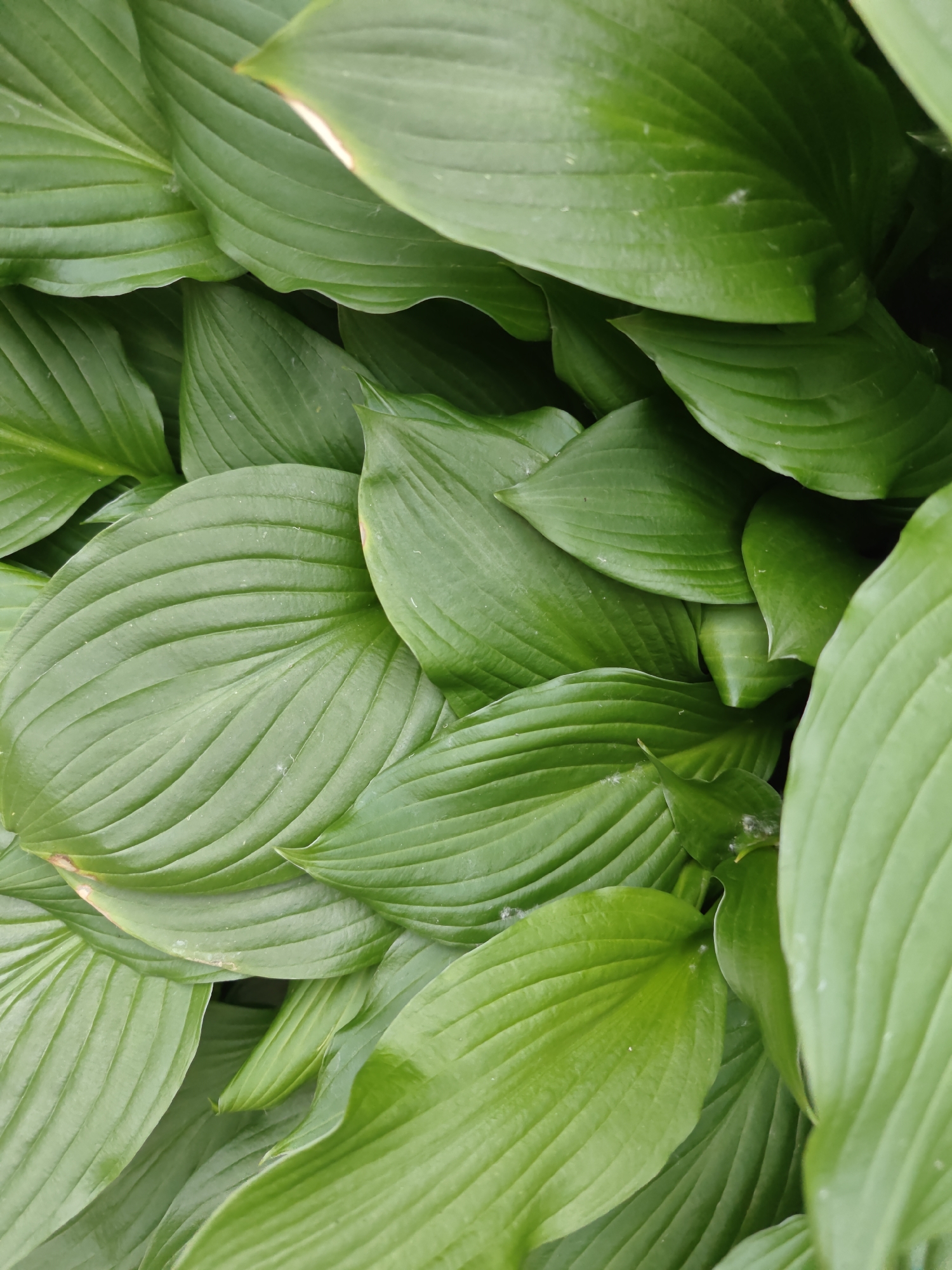 The image shows a close-up, overhead view of a dense cluster of large, green hosta leaves. The leaves are vibrant green with prominent parallel veins running lengthwise. Some leaves overlap and curl around each other, creating a layered effect. The lighting suggests an outdoor environment, likely in a garden or park setting. There are no people, animals, or man-made objects visible in the frame. The image does not provide any specific geographical markers to identify its location within Saint Petersburg, Russia.
