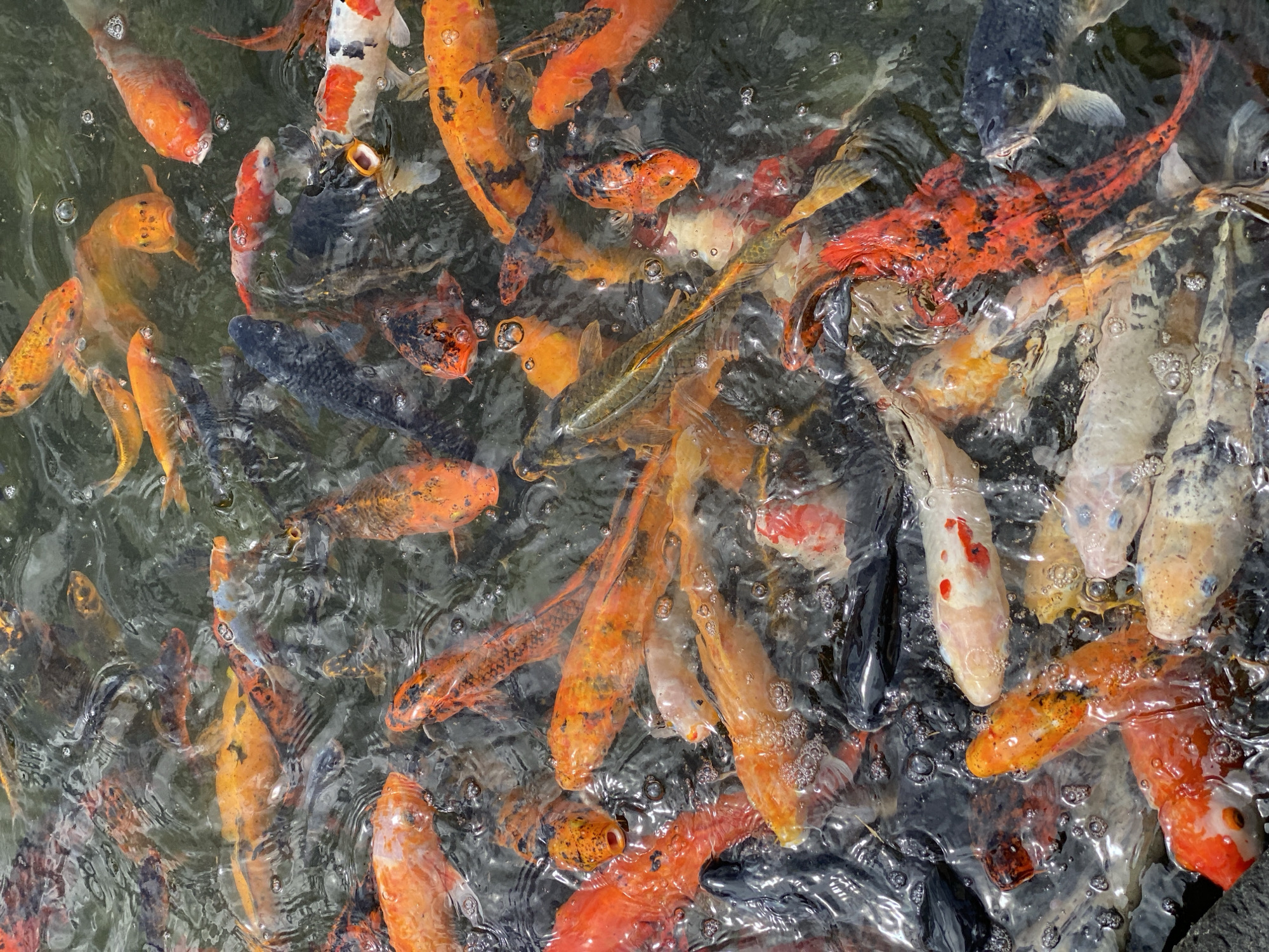 A high-angle, close-up shot captures a dense school of koi fish swimming in dark, murky water, likely in a pond. The fish exhibit a variety of colors and patterns, including vibrant oranges, whites with red markings, and deep blues or blacks. Many of the fish are captured mid-movement, with some mouths open as if feeding or interacting. Bubbles are visible on the surface of the water, suggesting activity or aeration. The overall impression is one of a lively aquatic environment teeming with these ornamental fish. Based on the provided context, this scene is located in Kuta Selatan, Indonesia.