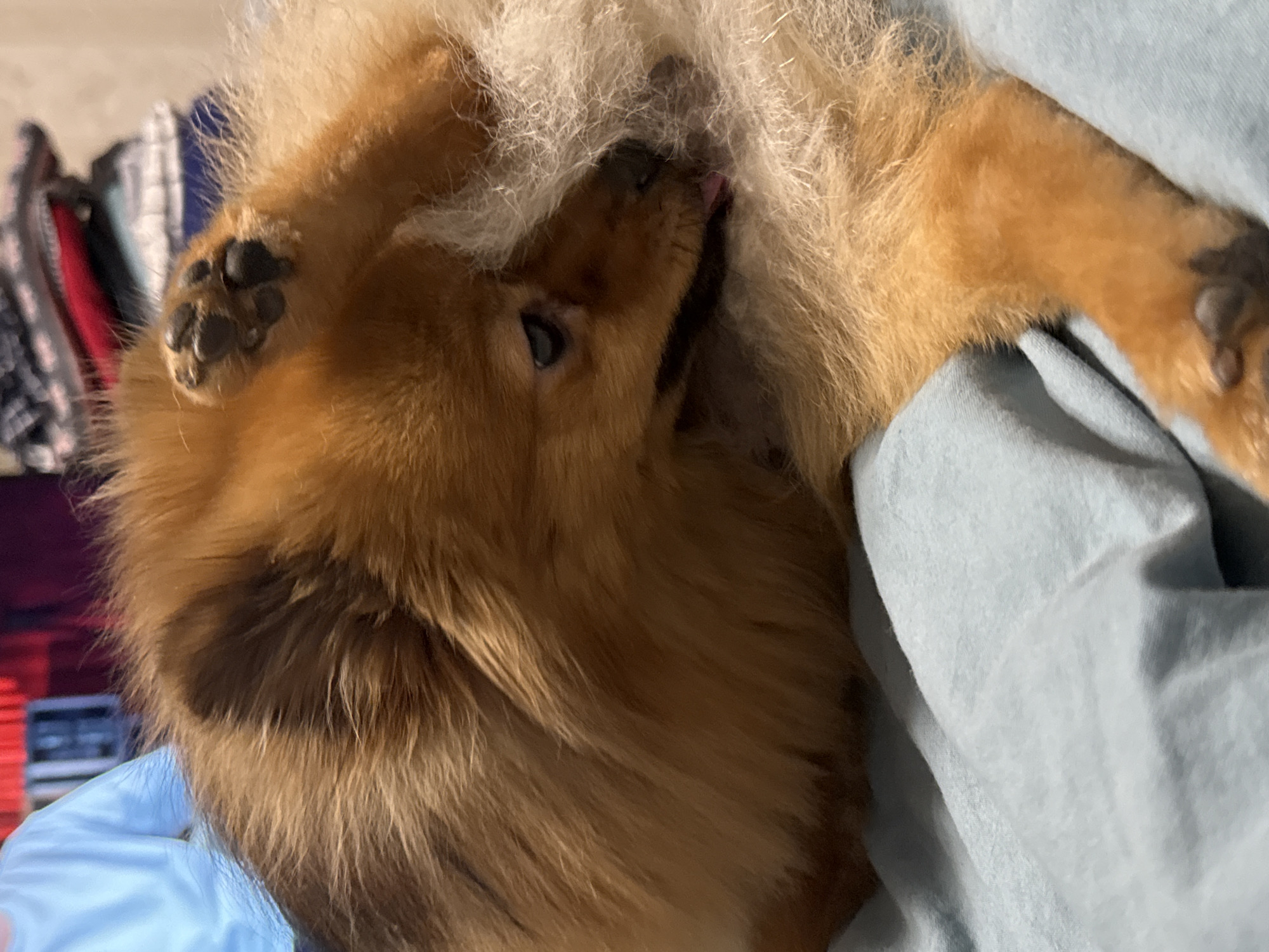 A fluffy, ginger-colored Pomeranian dog is lying on a light blue surface. The dog is curled up, with its head resting on its body and its tongue slightly extended. One of its front paws is raised, with visible paw pads. In the background, a person wearing a light blue shirt is partially visible. The environment appears to be indoors, possibly a bedroom, with stacks of folded clothing in the far background. The lighting is dim, creating soft shadows.