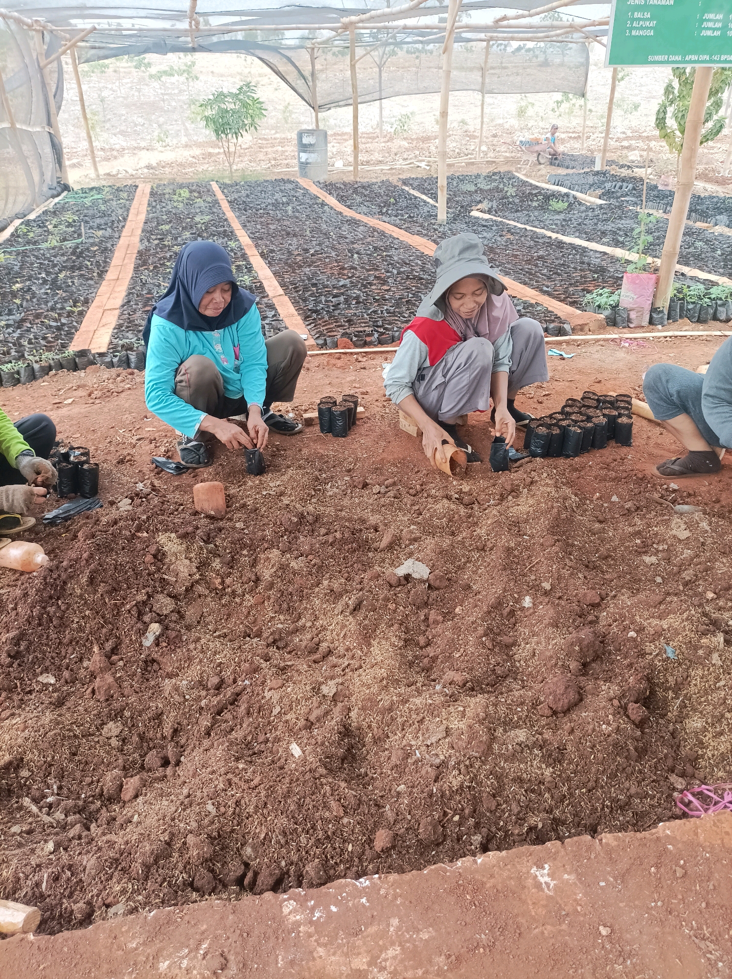In Merakurak, Indonesia, three individuals are engaged in a nursery operation. A woman wearing a blue hijab and turquoise shirt is squatting on the ground, planting in a black seedling bag. Beside her, another woman in a grey hat and red-and-grey top is also planting, holding a seedling bag and a small trowel. A third person, partially visible on the right, is wearing a blue shirt and grey pants, also sitting on the ground. The foreground is dominated by loose, reddish-brown soil mixed with organic matter. In the background, rows of seedlings in black bags are neatly arranged under a transparent roof structure supported by bamboo poles. A sign with text in Indonesian is visible in the upper right corner. The overall environment appears to be an outdoor nursery or agricultural facility.