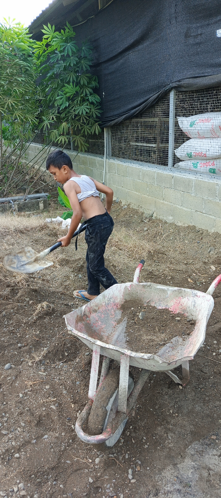 In the outdoor area of Meunasah Mesjid, Indonesia, a young boy, appearing to be of Southeast Asian descent, is engaged in physical labor. He is wearing a white tank top, with the bottom rolled up, and dark pants. The boy is actively using a shovel to move dirt. In the foreground, a rustic wheelbarrow, showing signs of wear with chipped red paint on its handles and a soiled interior filled with soil and small rocks, is positioned. The environment is characterized by loose soil, scattered dry grass, and small pebbles. In the background, a brick wall forms part of a structure, with a dark mesh material draped over it. Beyond the wall, white sacks are visible, and to the left, lush green foliage of a plant with large, distinct leaves adds a touch of nature to the scene. The overall impression is one of manual work being performed in a somewhat unkempt outdoor setting.