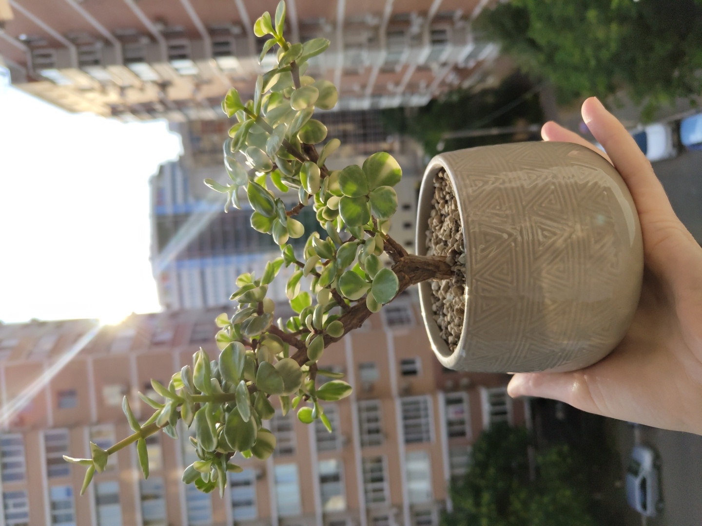 A hand holds a small potted plant with variegated green and white leaves. The pot is light beige with a geometric triangle pattern. The background consists of apartment buildings, some with red brick facades and others with lighter colored exteriors. Sunlight streams in from the upper right, creating lens flare. Trees and parked cars are visible at street level below the buildings. The setting is likely a balcony or window overlooking a city street in Krasnodar, Russia, given the architectural style of the buildings and the presence of trees and cars common in the region.