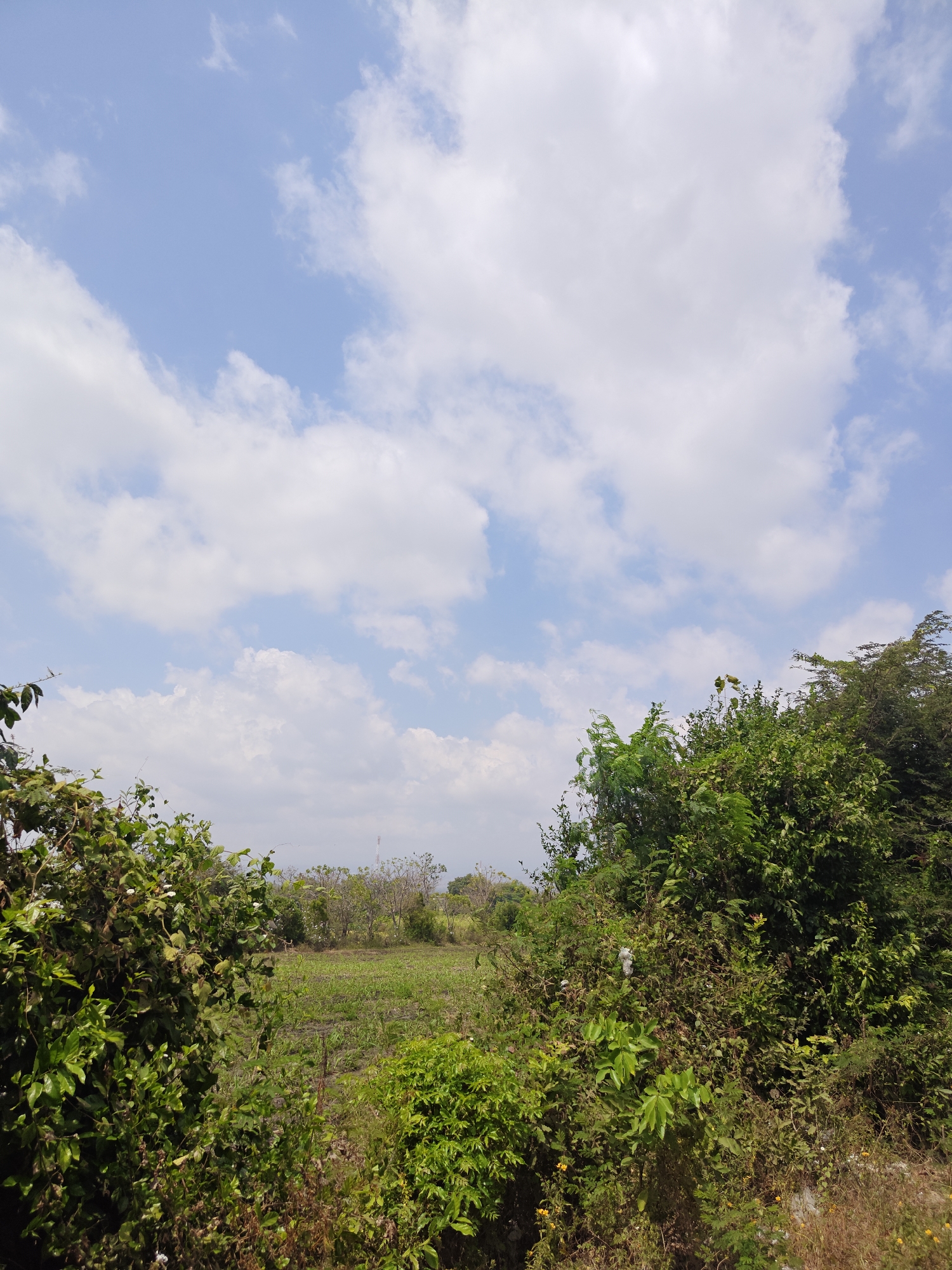 A photograph captures a landscape with a cultivated field in the middle ground, framed by dense foliage in the foreground and background. The sky above is a clear blue, dotted with scattered white cumulus clouds. The field appears to be a crop, possibly young corn or similar vegetation, with rows visible across its surface. In the distance, a faint outline of trees and possibly a tower suggest a rural or semi-rural setting. The overall impression is one of an overcast day in an agricultural area.