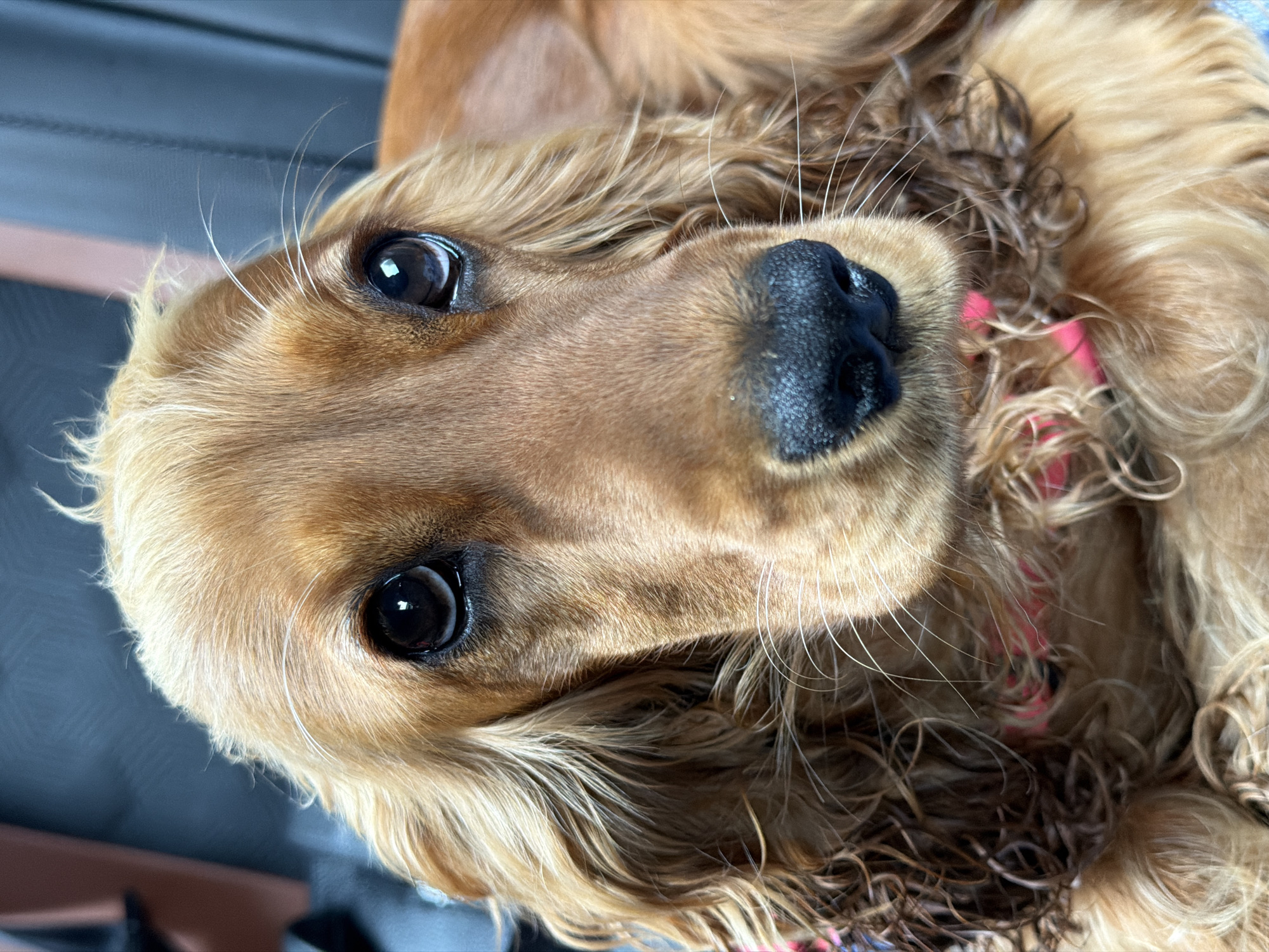 A close-up, eye-level, vertical shot shows the head of a golden-colored Cocker Spaniel. The dog's eyes are dark and large, with reflections of light visible. The dog's nose is black and wet. Its fur is a light brown, with some darker brown curls around its ears and neck. The dog is wearing a pink collar. The background is blurred, but appears to be an indoor setting with a dark gray and light brown texture. The image is well-lit, with natural light coming from the right. There are no people or other animals visible in the image. The location in the city of Cherven, Belarus is not discernible from the image.