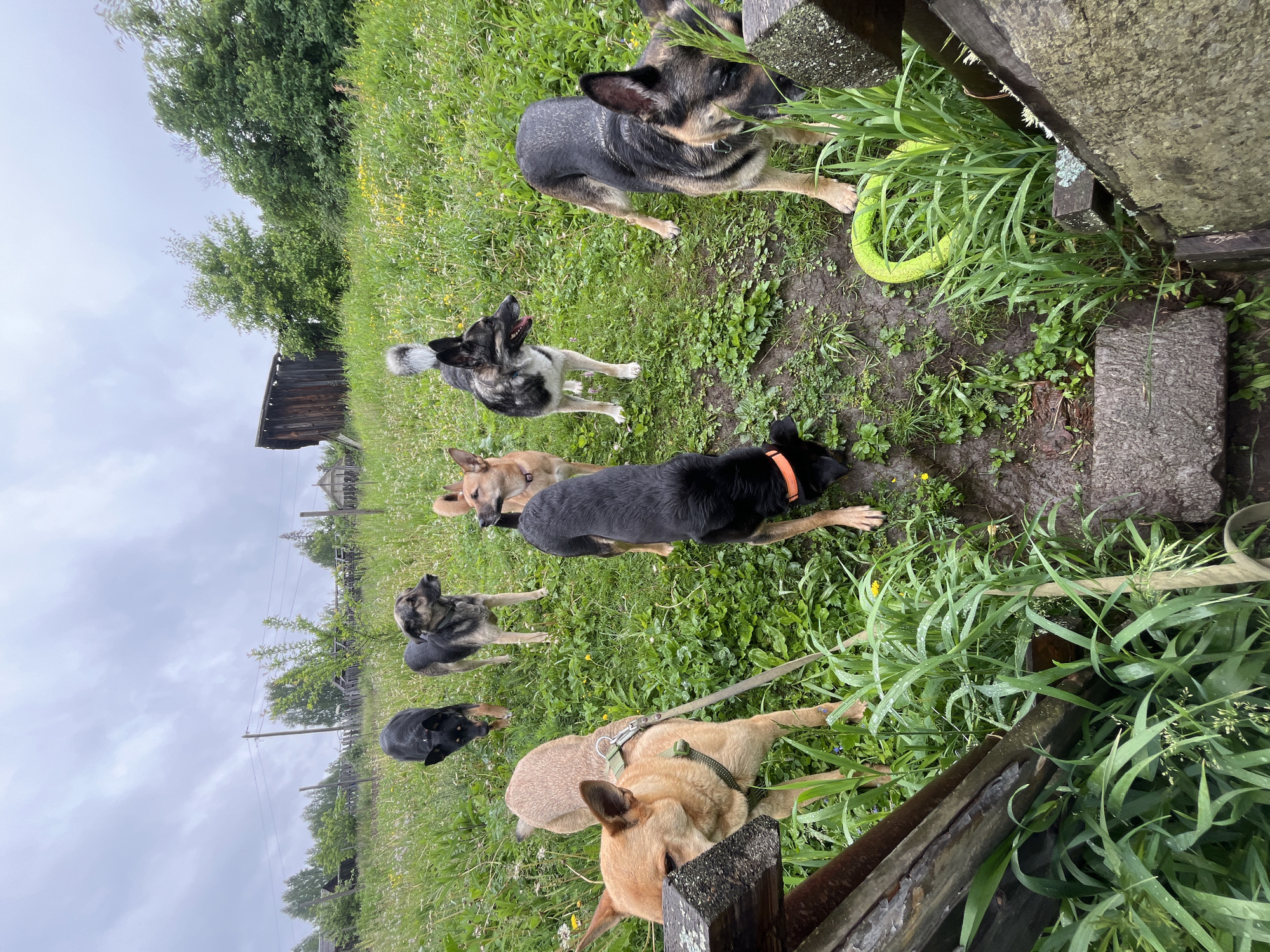 The image displays a rural or village outdoor scene featuring eight distinct dogs within a grassy field under an overcast sky. The perspective is from a slightly elevated vantage point, looking down into the field from behind weathered wooden planks, which appear to be part of a fence or steps. **Subjects:** Eight individual dogs are present. From left to right: 1. A tan-colored dog, wearing a green harness and leash, has its head lowered, sniffing near a wooden beam in the immediate foreground. 2. A black dog with an orange collar is positioned centrally, sniffing a muddy patch of ground. 3. A dark brindle German Shepherd-type dog, exhibiting black, tan, and gray fur, has its head lowered, sniffing near a bright green ring-shaped toy on the ground in the front right. 4. Further back on the left, a black dog stands upright, facing and looking towards the viewer. 5. To its right, a brindle-coated dog stands, looking towards the right side of the frame. 6. Next to the brindle dog, a tan-colored dog stands, also looking towards the right. 7. A distinctive dark brindle/black and white dog with a prominent fluffy, light-colored tail stands to the right of the tan dog, looking right with its mouth slightly ajar. 8. On the far right, partially obscured, the head and upper body of another tan-colored dog are visible, looking towards the right. No human subjects are present in the frame. **Objects:** - A green nylon harness with an attached leash is worn by the tan dog in the front left. - An orange collar is visible on the black dog in the central foreground. - A neon green, ring-shaped plastic toy rests on the ground near the German Shepherd-type dog on the right. - Weathered, dark wooden planks form a barrier or frame in the immediate foreground. - In the mid-ground and background, various wooden fence posts and sections of fences are visible. - A dilapidated two-story wooden barn or shed with a dark, sloped roof is prominently situated on a slight rise in the background, left of center. - Two utility poles with power lines are visible stretching across the distant background. **Environment:** - The ground is primarily covered by lush green grass, interspersed with small yellow and white wildflowers. - A distinct dark, muddy patch of earth is present in the central foreground. - Various deciduous trees of different sizes