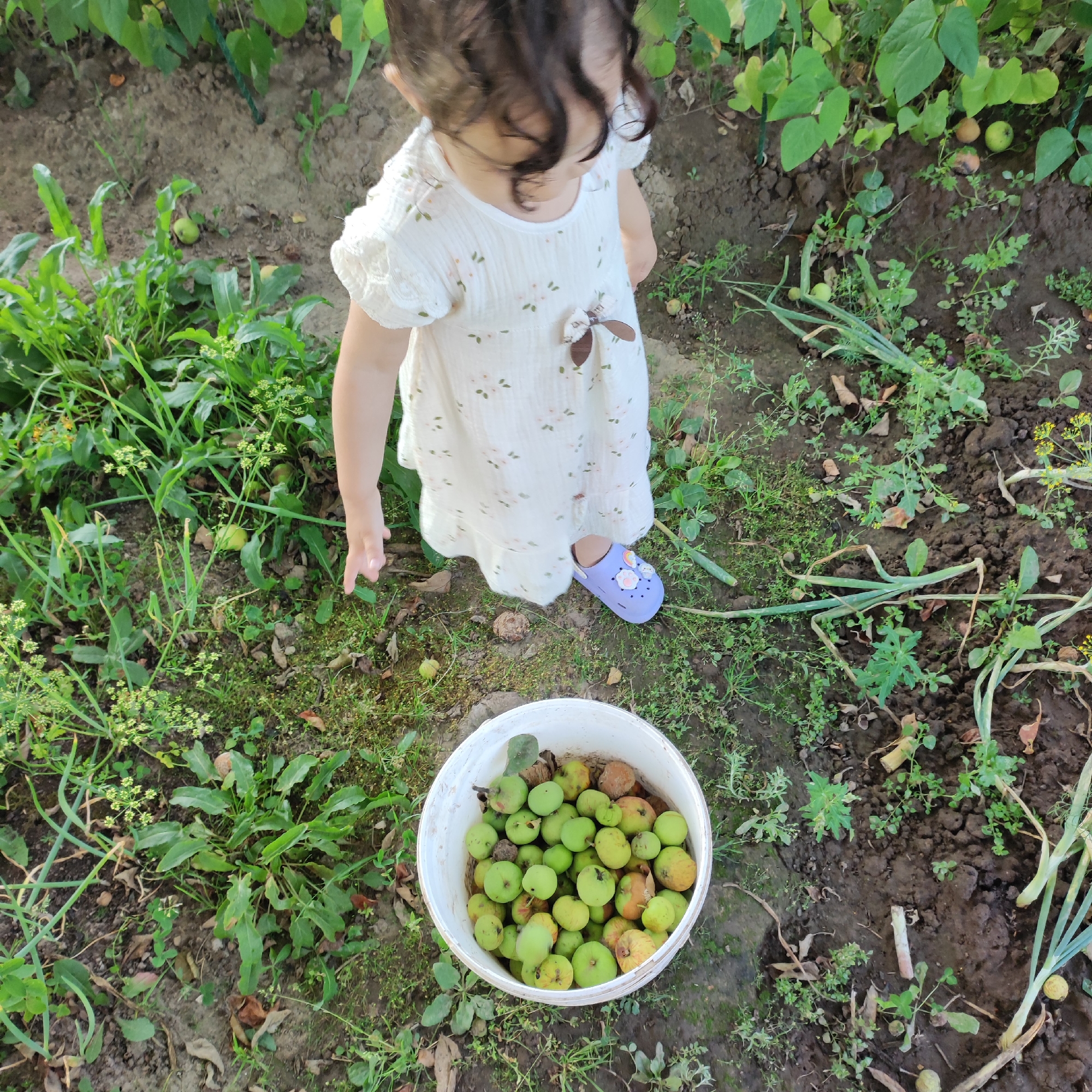 An overhead shot captures a young child, wearing a white dress with a floral pattern and purple Crocs, standing in a garden. The child's right hand is reaching towards the ground. In the foreground, a white bucket overflows with green and yellow apples. The garden soil is visible, interspersed with green plants and some fallen leaves. The background consists of more green foliage. There is no indication of the city of Navoloki, Russia in the image.
