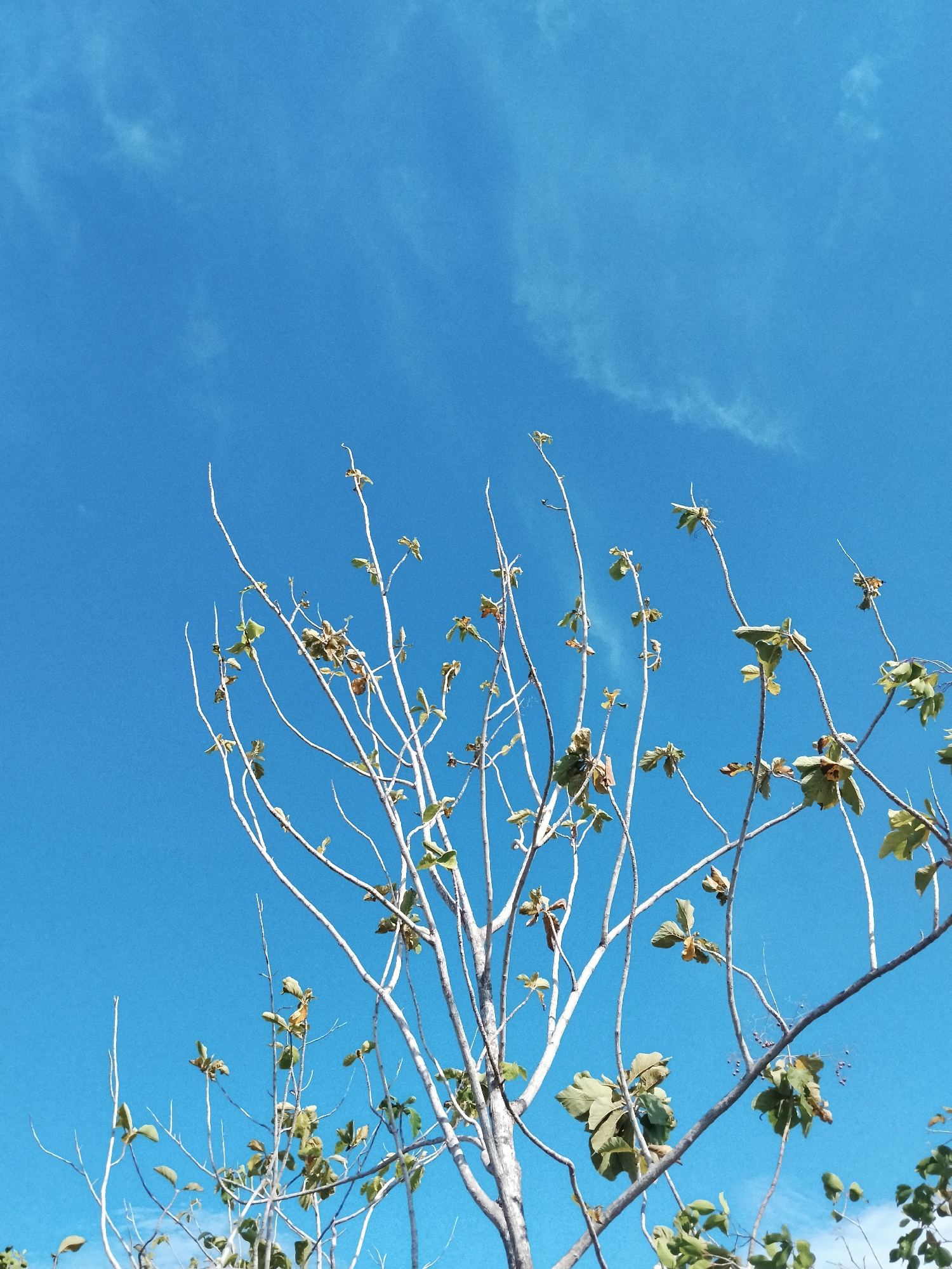 A low-angle shot captures a tree with white branches and sparse green leaves against a bright blue sky. The location is likely Lhokseumawe, Indonesia. The tree's branches reach upward, many terminating in thin, bare extensions. The sky is mostly clear with slight wisps of clouds. No people are visible.