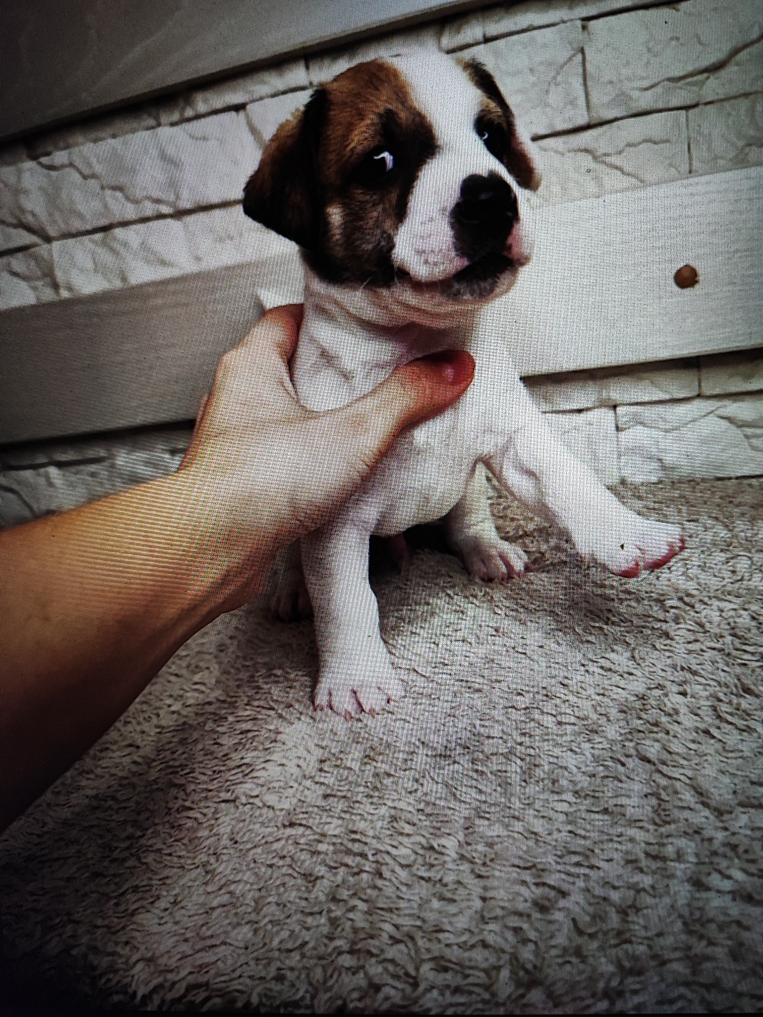 A tan and white puppy is being held by a person's hand against a textured wall and a furry rug. The puppy is looking towards the camera with its mouth slightly open. The person's hand is supporting the puppy from behind its head and neck area. The background wall appears to be made of light-colored stone or brick. The rug is a light brown, shag carpet. There is a small, dark object, possibly a piece of kibble, on the wall behind the puppy's head.