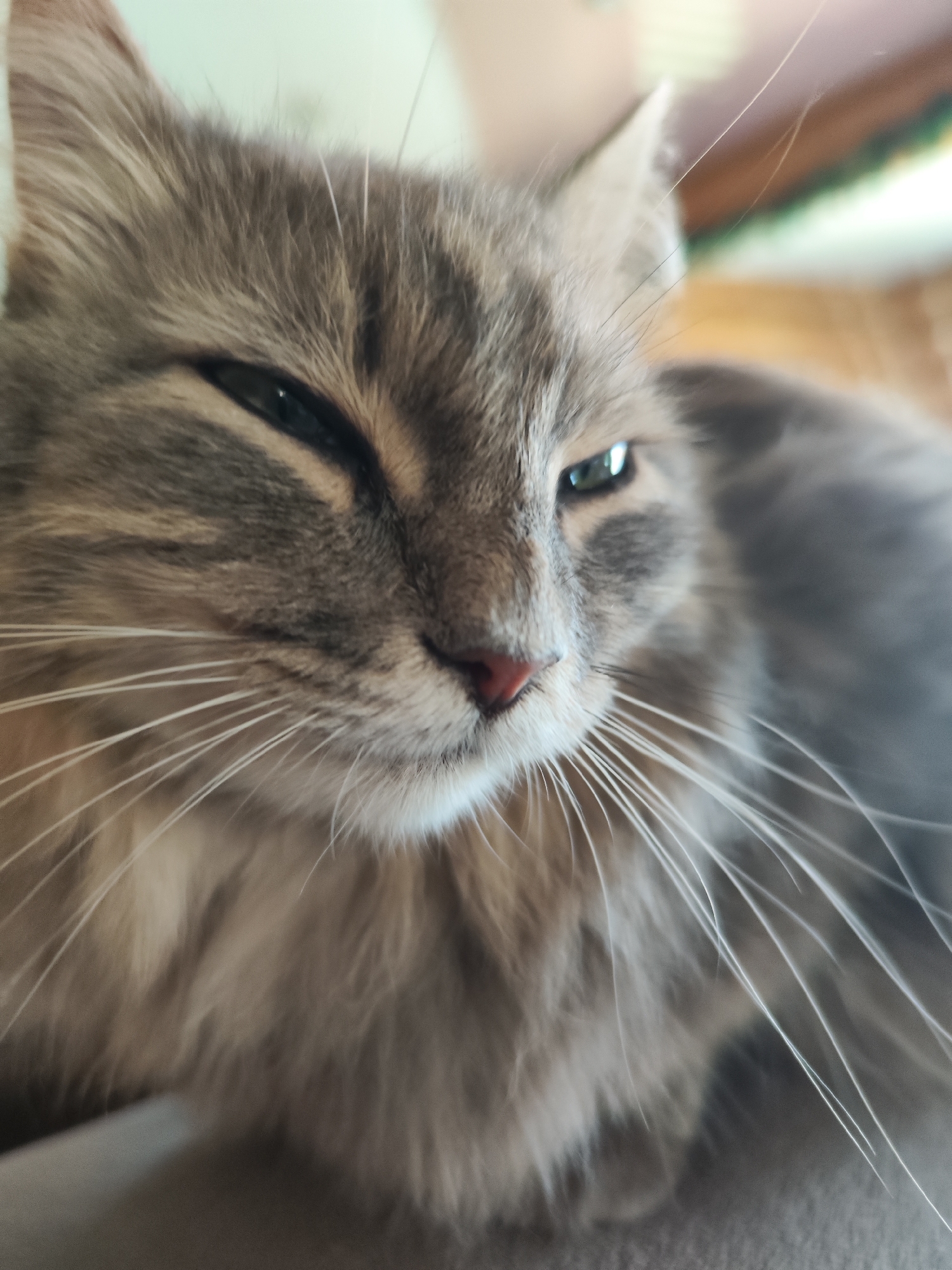 The image is a close-up of a gray cat with long whiskers, a pink nose, and partially closed eyes. The cat appears to be resting. There is no information that places the cat or image in the city of Chaikovsky, Russia.
