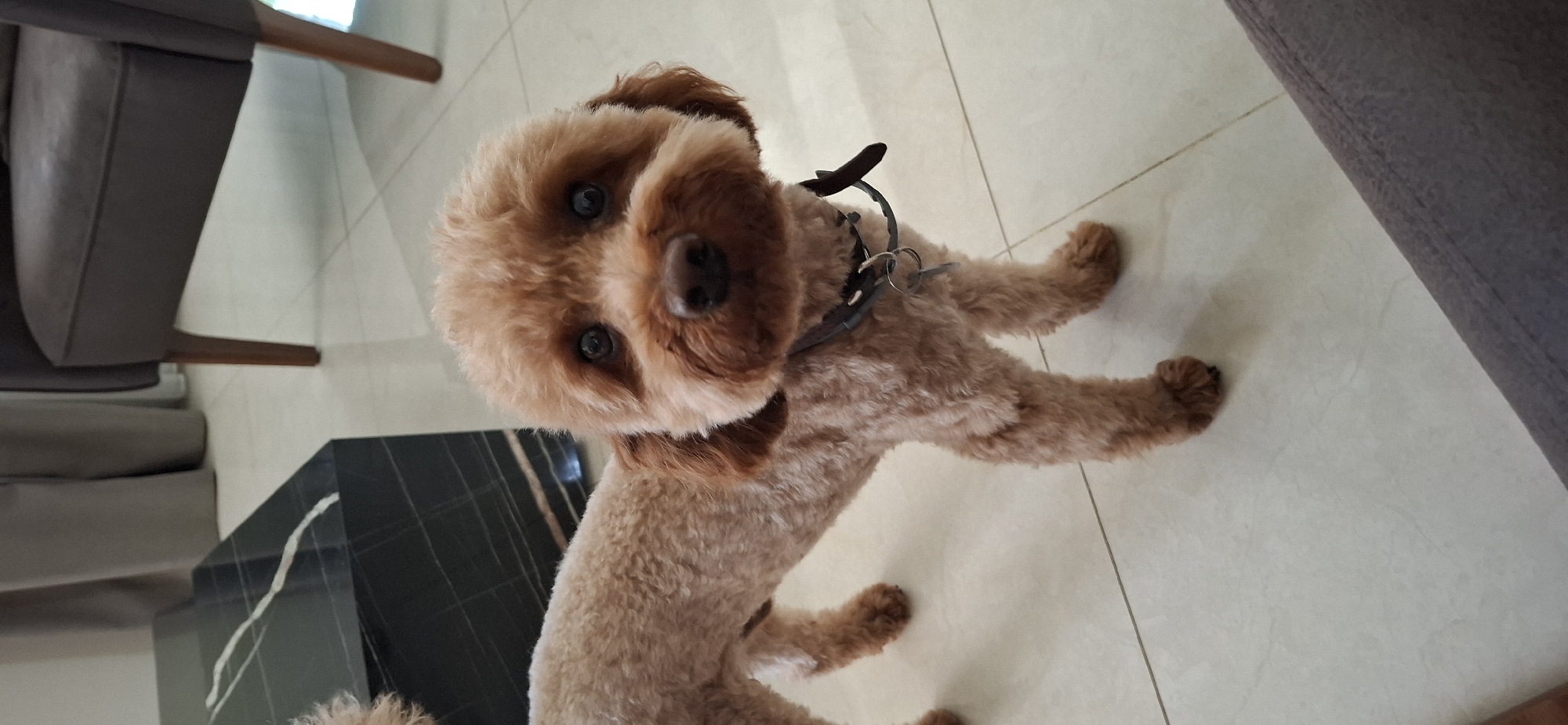 A light brown poodle, with a clipped coat and a dark collar with keys attached, stands on a tiled floor indoors. Behind the dog is a dark, marble-topped coffee table with a white streak and a dark armchair with wooden legs. The environment appears to be a residential setting within the city of Pleven, Bulgaria, specifically in an indoor living space.