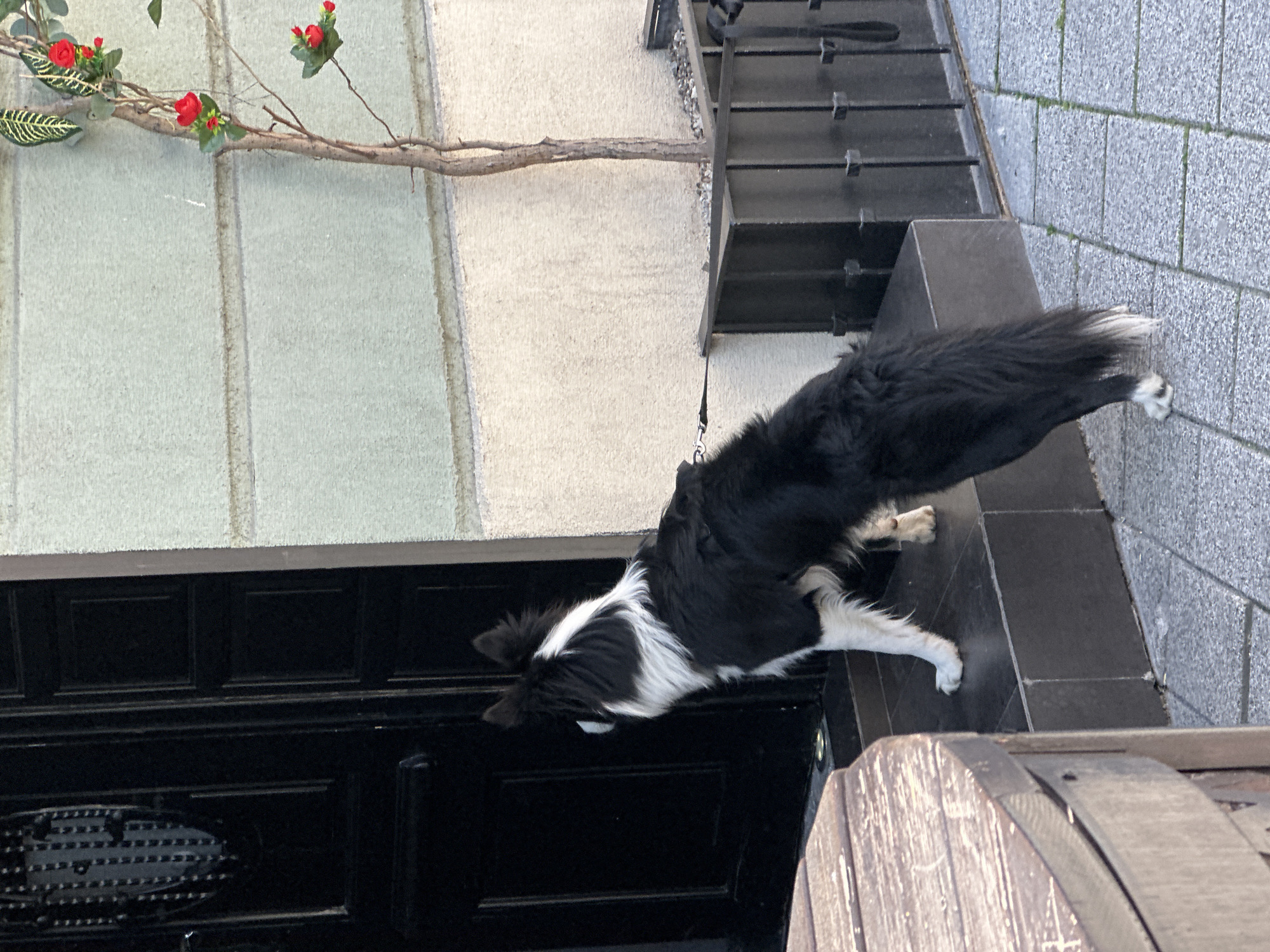 A medium shot captures a black and white border collie dog lying on a black tile surface in front of a building in Novi Sad, Serbia. The dog is leashed. The building's facade features a white, vertically paneled wall with a tree branch bearing red flowers. Next to the dog are black metal stairs and grey paving stones. A portion of a wooden object is visible in the lower right.