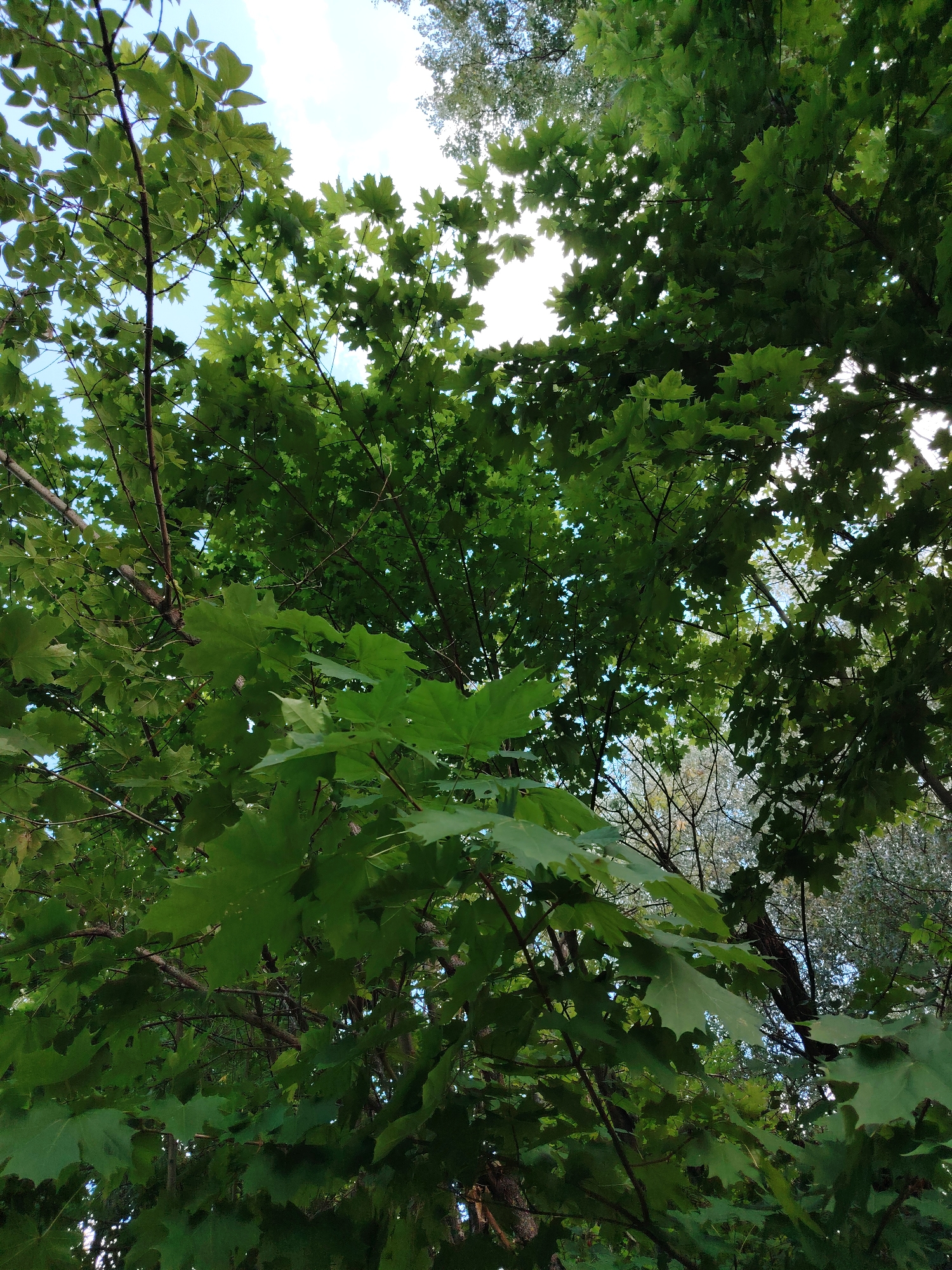 This is a low-angle, full shot of maple tree branches and leaves against a bright sky. The leaves are a vibrant green and are densely packed, obscuring much of the sky and other trees. Sunlight filters through the foliage, creating a dappled effect. The scene suggests an outdoor environment, likely a park or forest, consistent with a location in Konakovo, Russia, which is known for its natural landscapes. There are no people or identifiable objects other than the trees and sky.