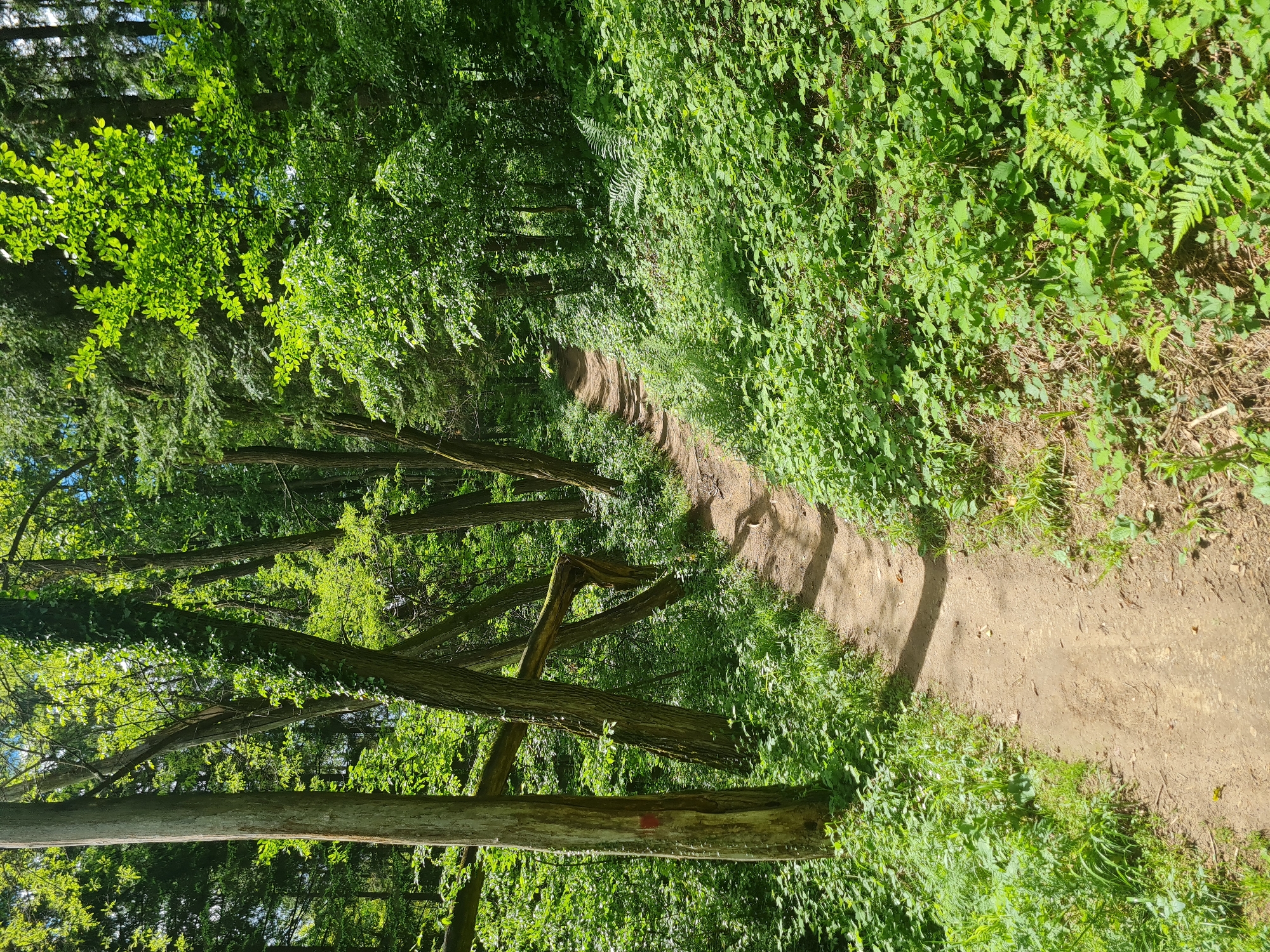 A downward-angled shot showcases a narrow, winding dirt path cutting through a dense, sunlit forest. The path, predominantly light brown, is flanked by lush green vegetation on both sides. Tall trees with green foliage line the path, casting shadows on the ground. A fallen tree trunk with a red marking rests alongside the path. The location appears to be a natural wooded area, possibly a hiking trail. The city and country are unknown.